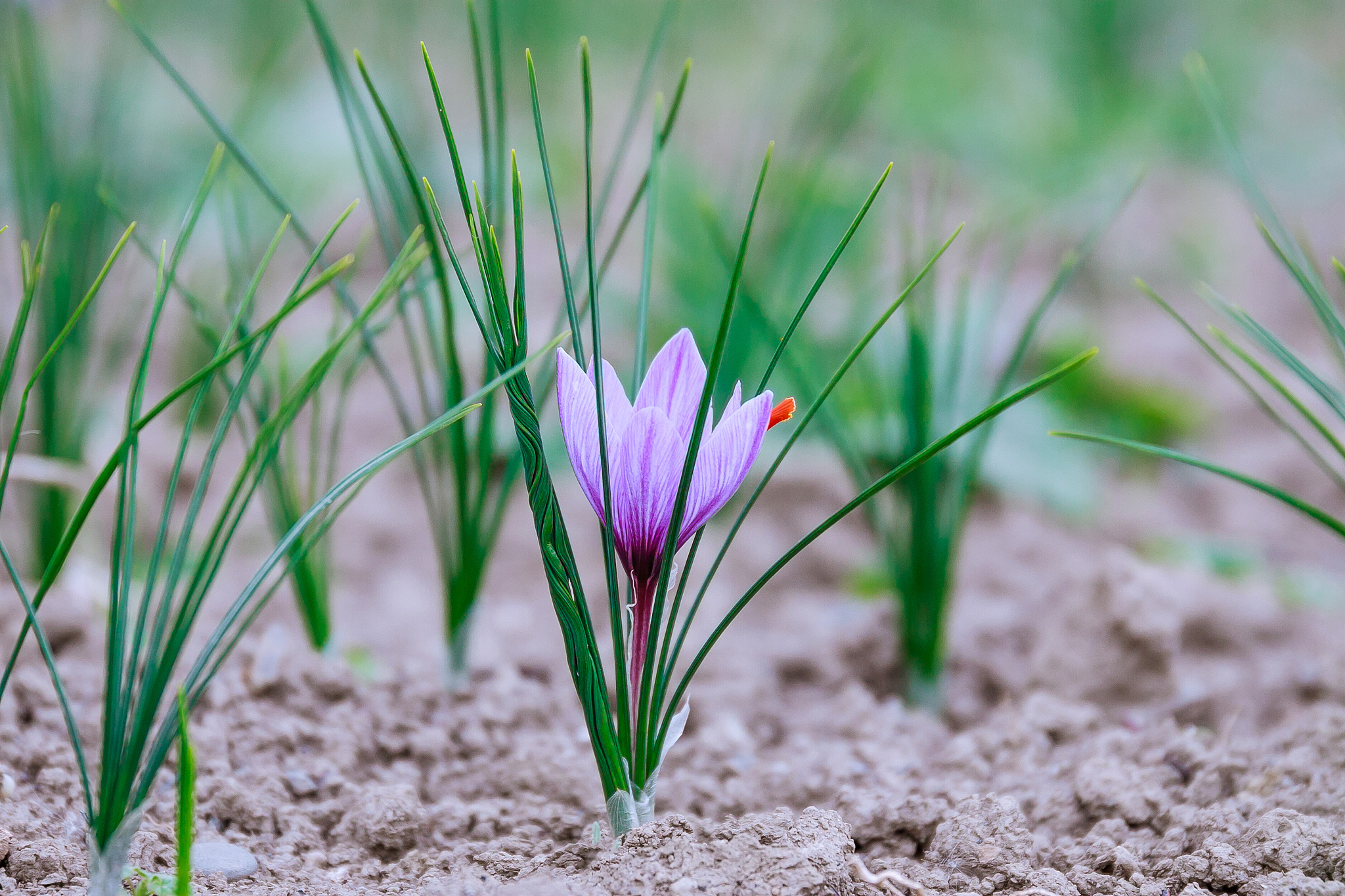 saffron flowers on a saffron field during flowering.