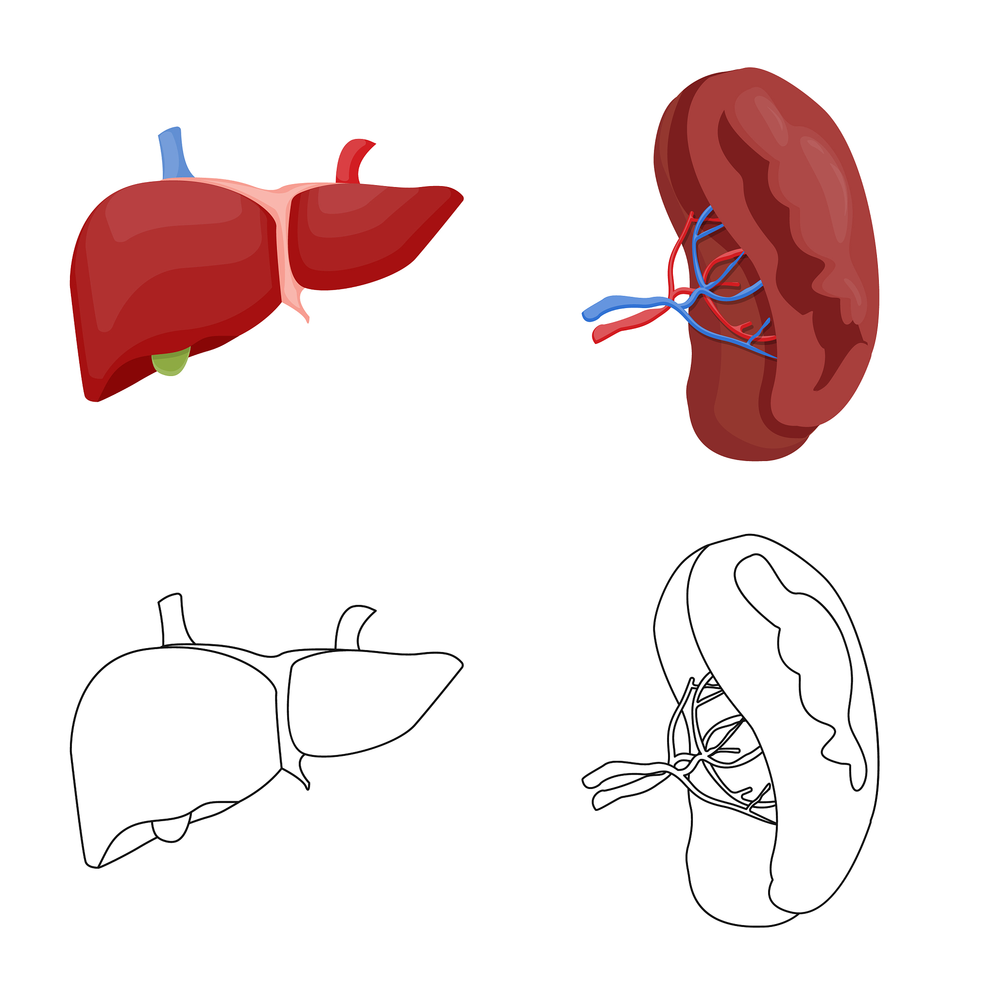胆囊收缩功能下降？江苏灌南紫色苦菜帮你改善！