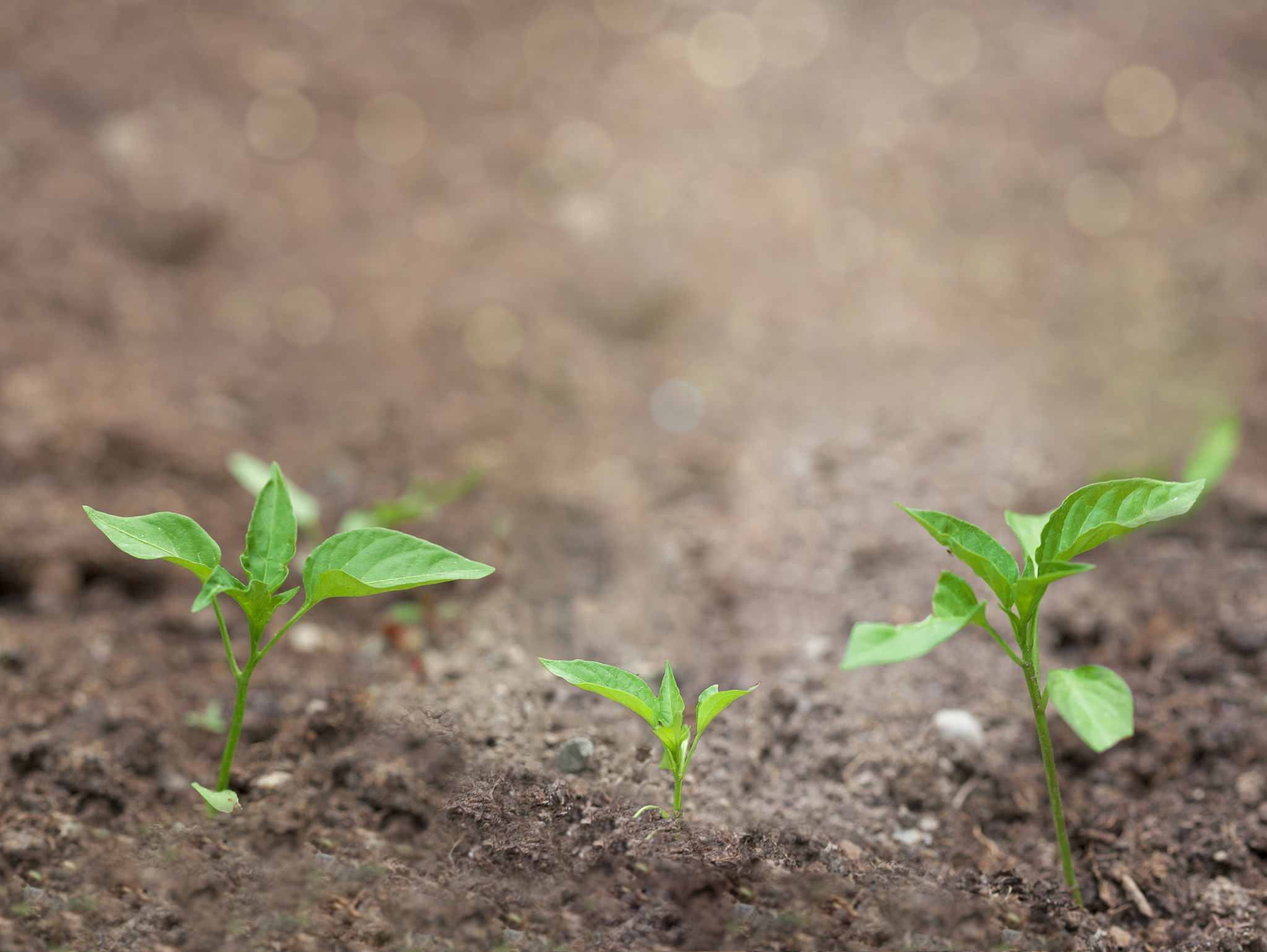 多哨唑用过后会影响下茬玉米出苗吗帮我用200字详细描述