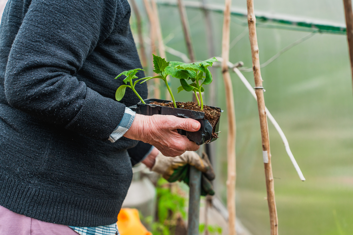 扦插月季的快速生根3个小方法赶紧学起来让月季更美丽2000字