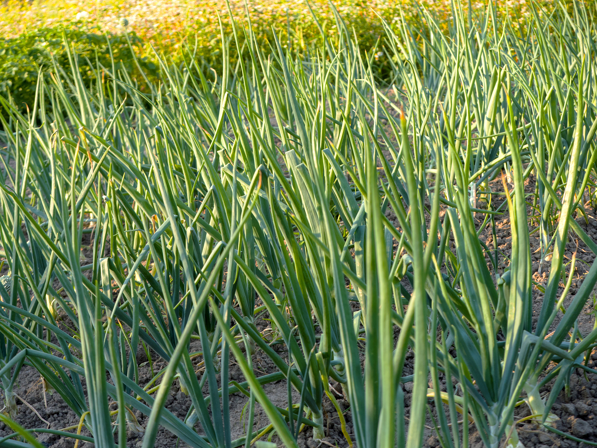 in a small ecological home garden with vegetables
