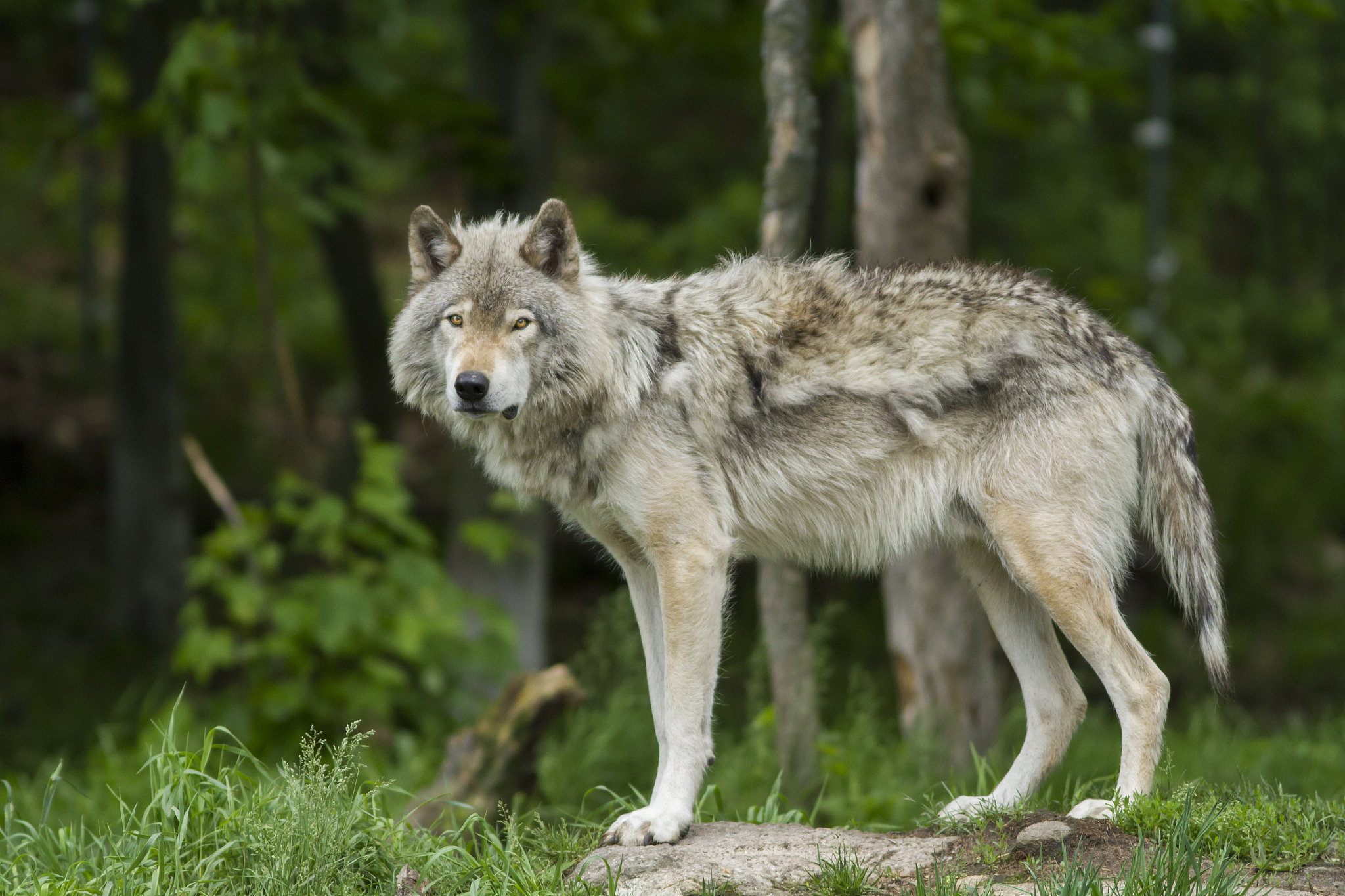 狼人等级制度：阿尔法狼、贝塔狼、伽玛狼和德尔塔狼