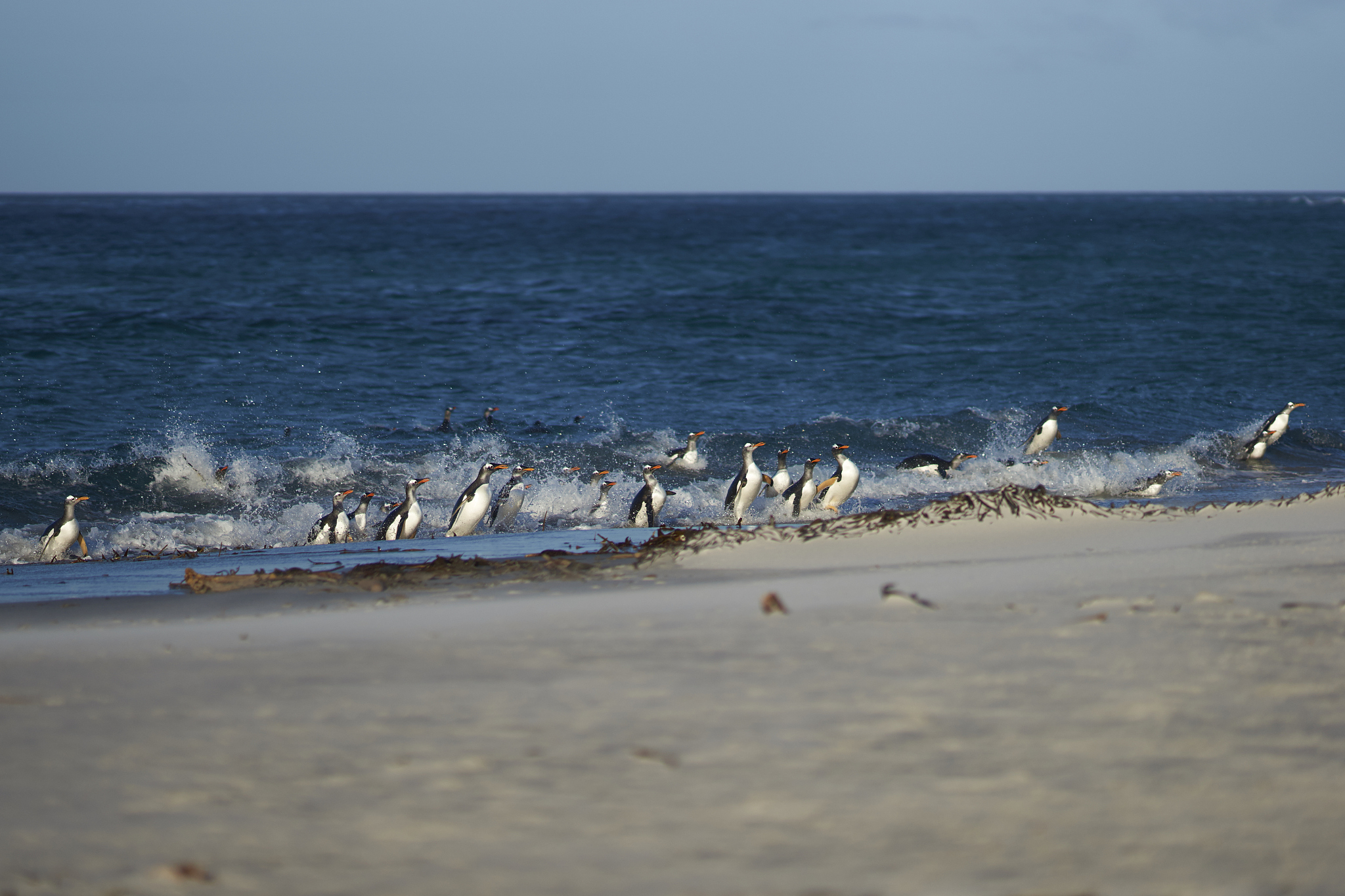 gentoo penguins coming ashore