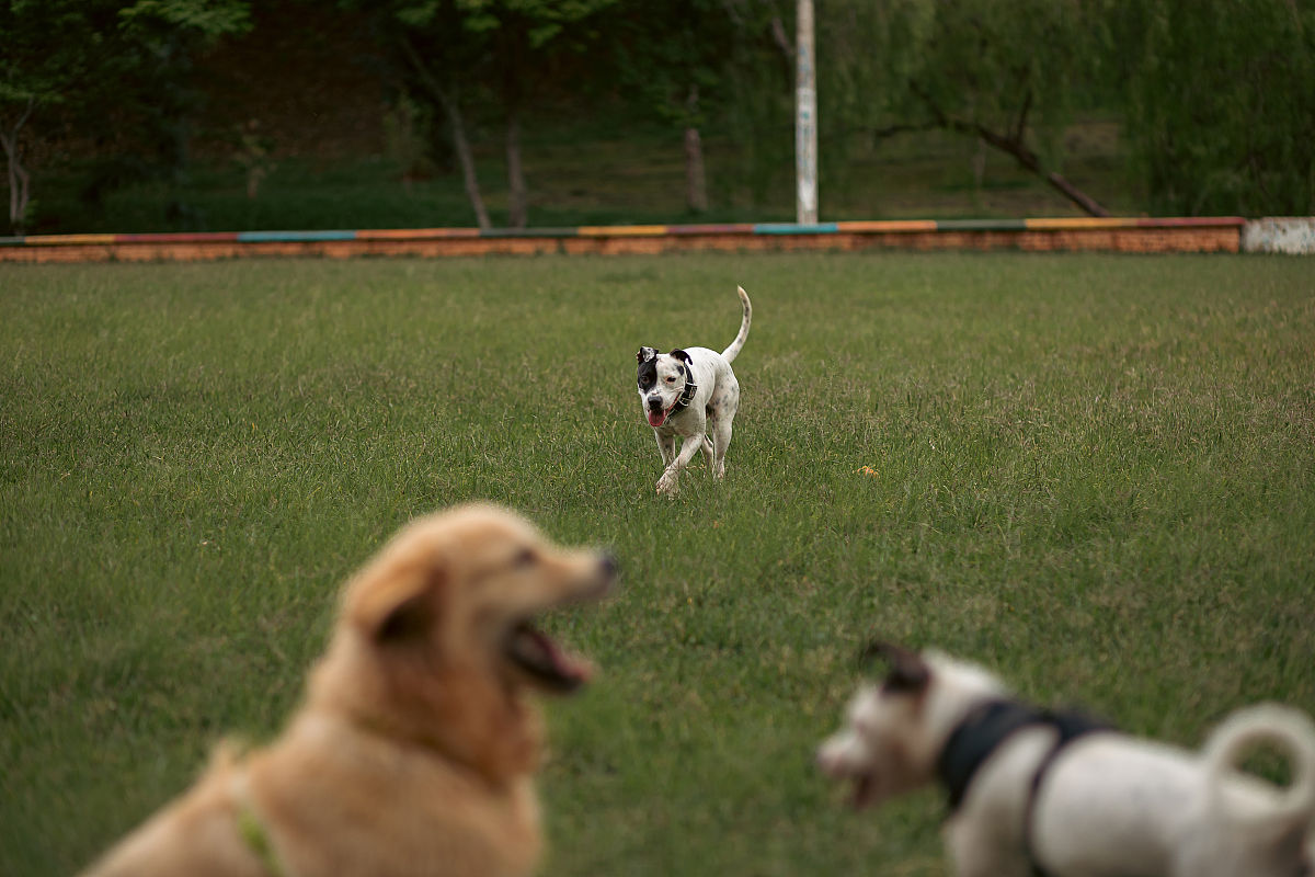 难忘的经历：帮助小狗的故事