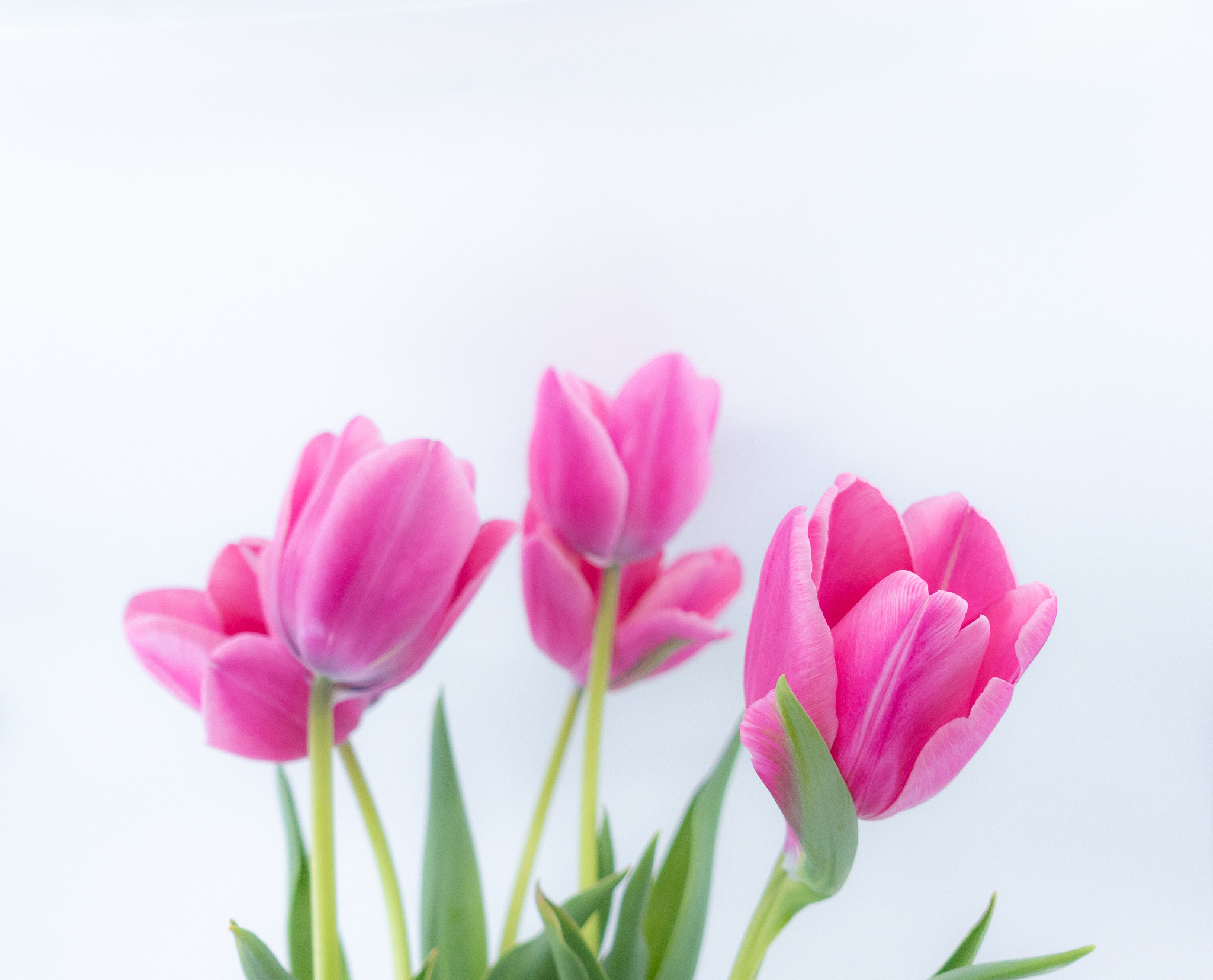 pink tulips against white background