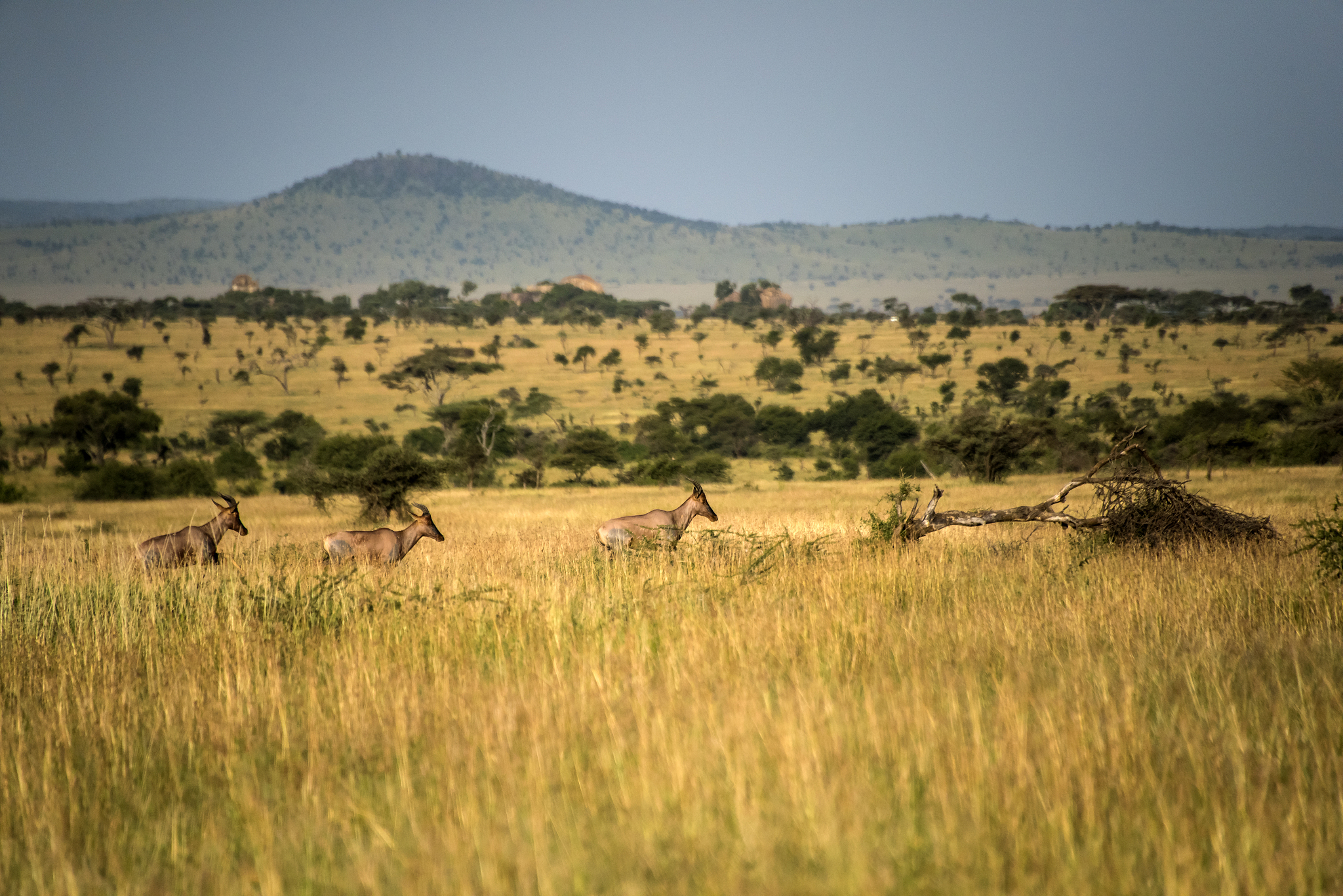 topi antelope