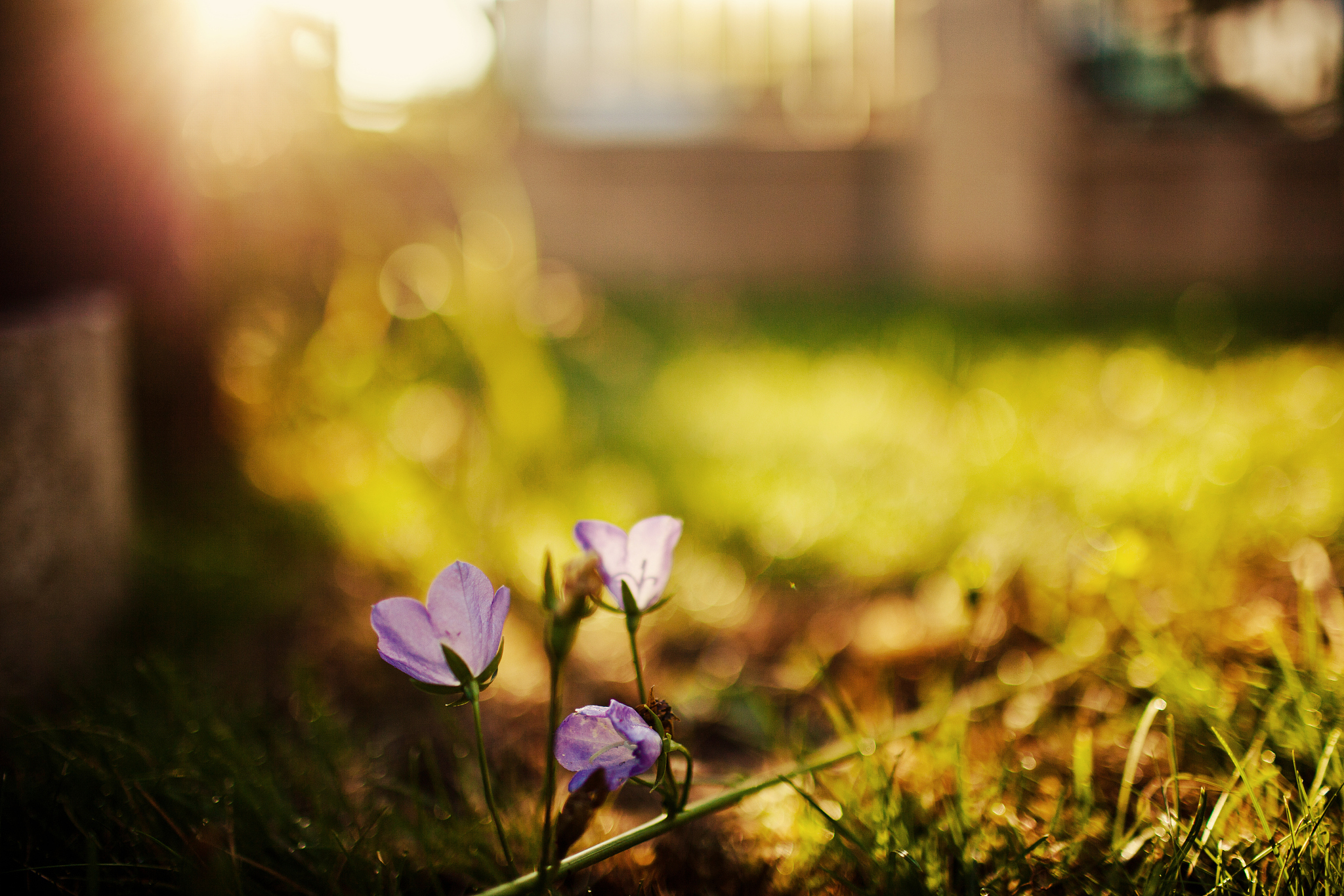 思念 - 一种刻骨铭心的情感体验