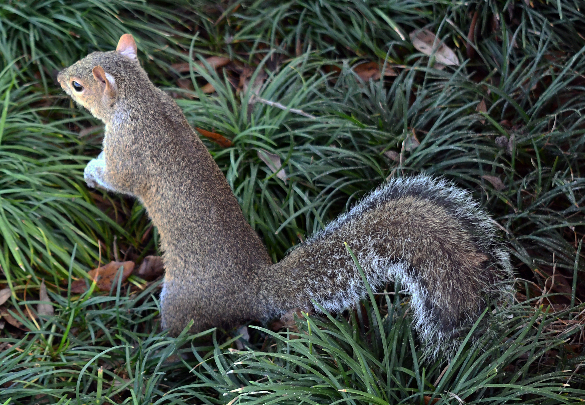 中年妇女uo一直单身，每天玩电脑，喜欢捕猎松鼠