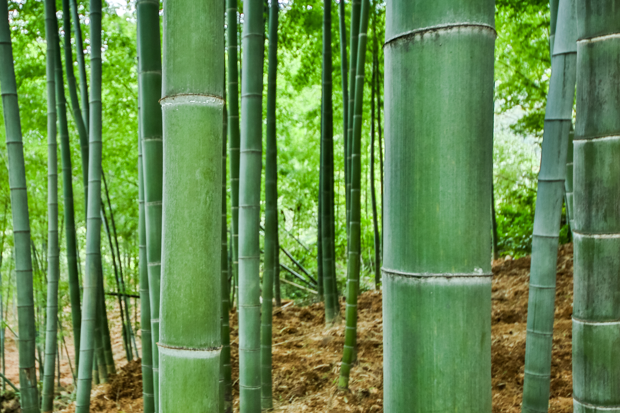 家里种竹子好吗？3个理由让你慎重考虑