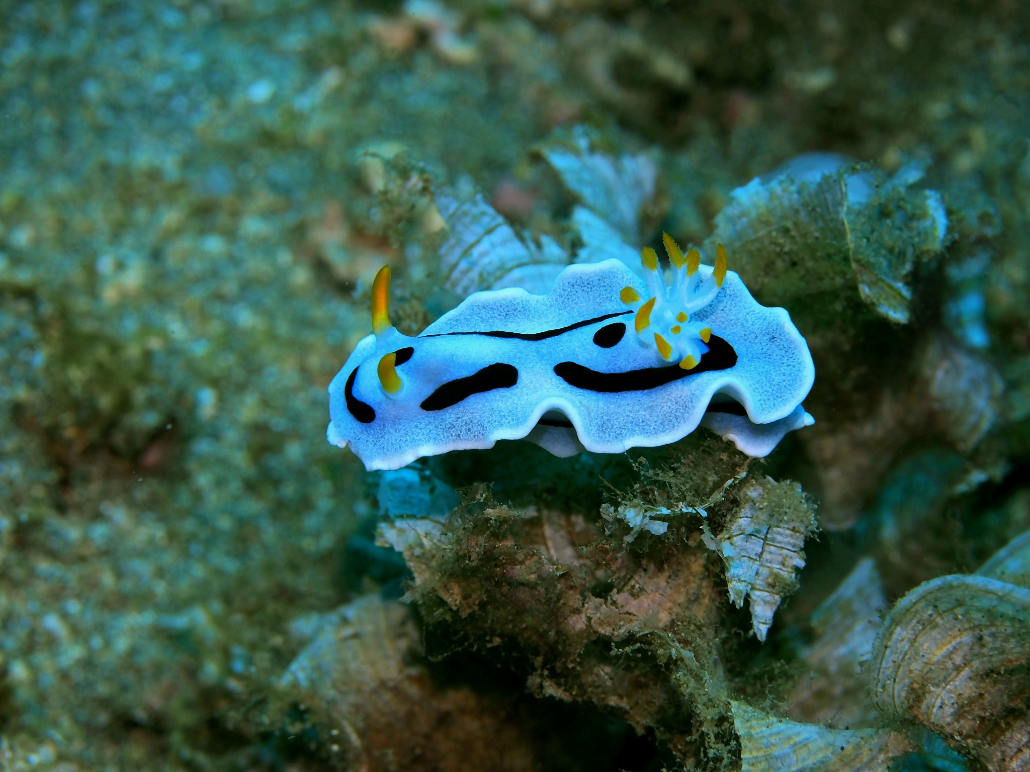sea slug