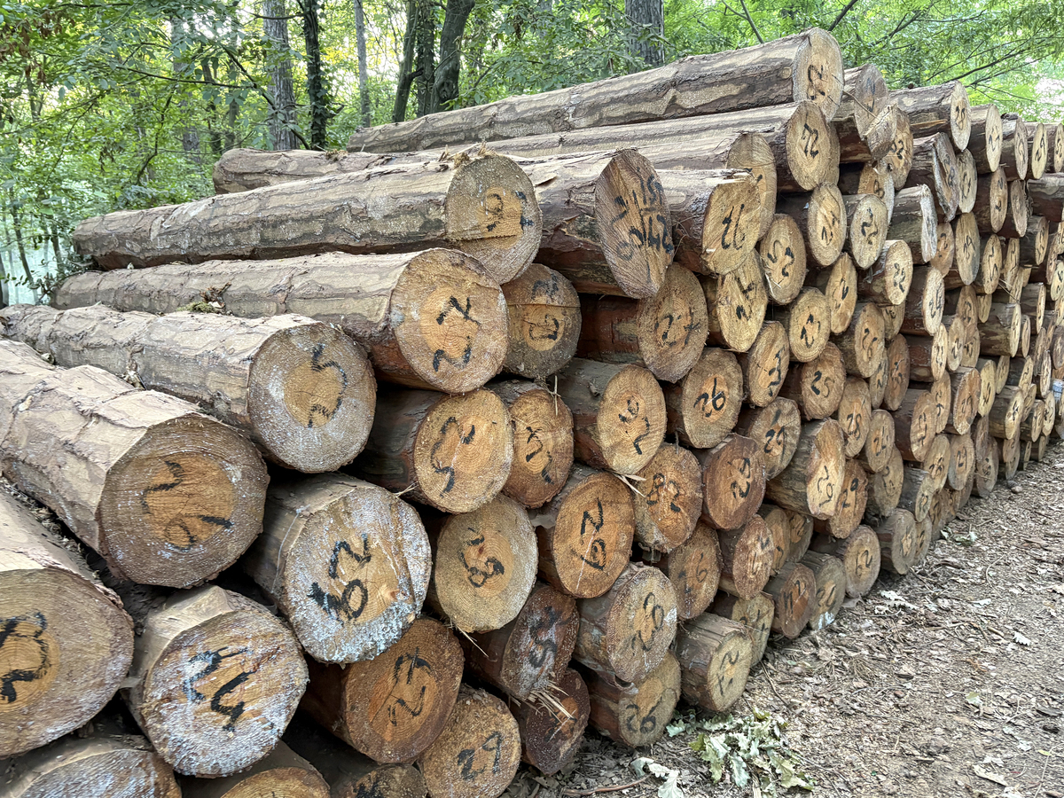 马尾松、杉木、毛竹、桂竹人工纯林、杉木、檫木针阔混交林、次生檵木、灌丛以上这些植被的大小高度一般是多少
