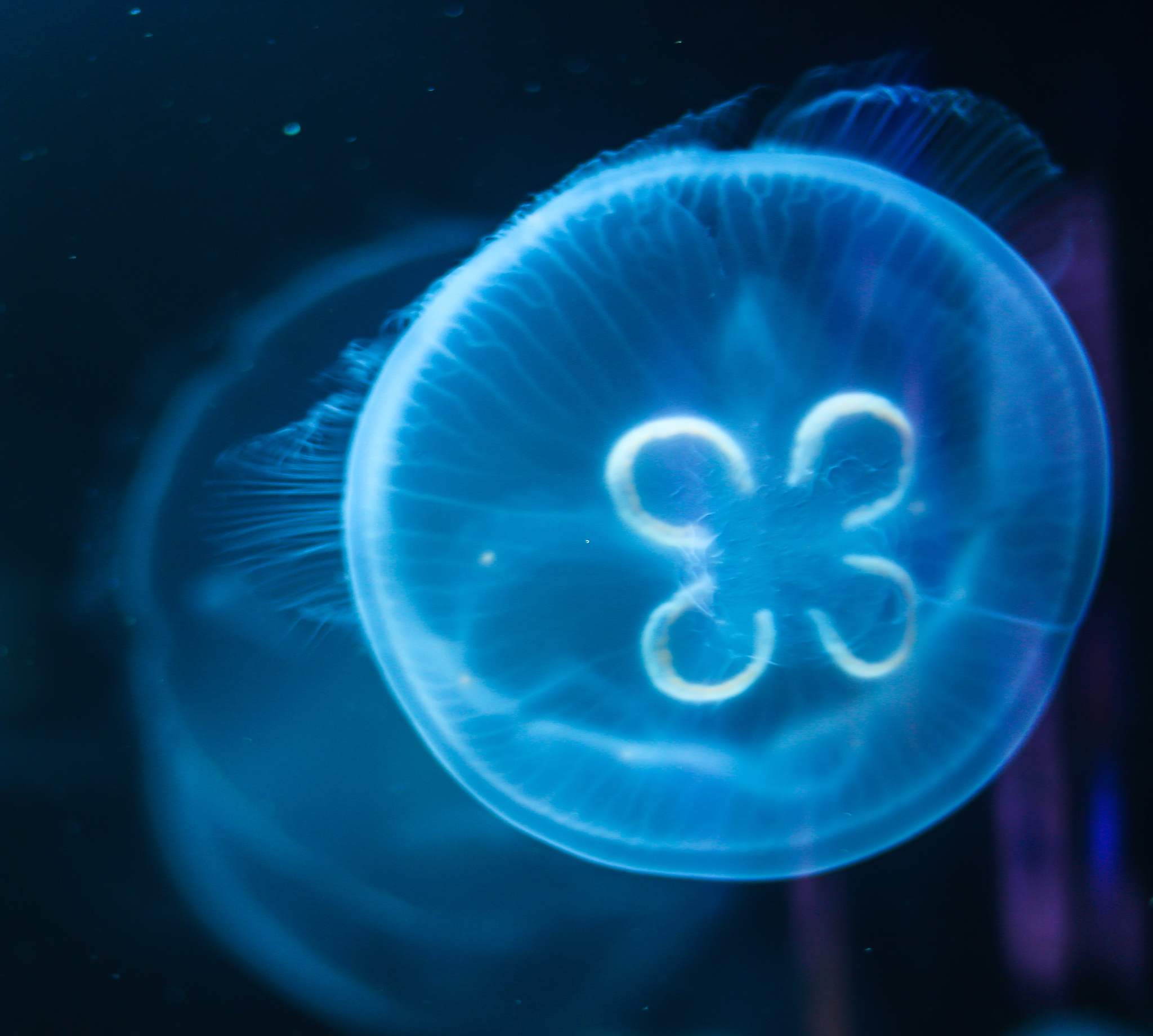 海葵不分裂怎么办