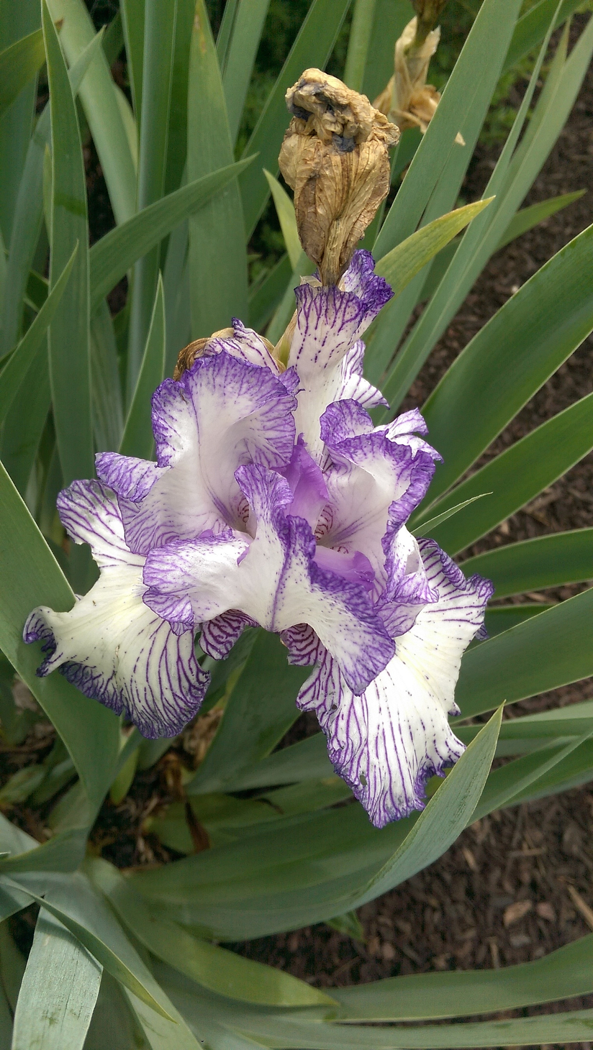 close-up of plant