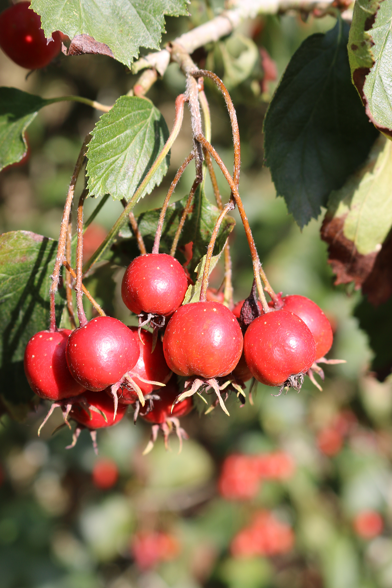 red crab apples