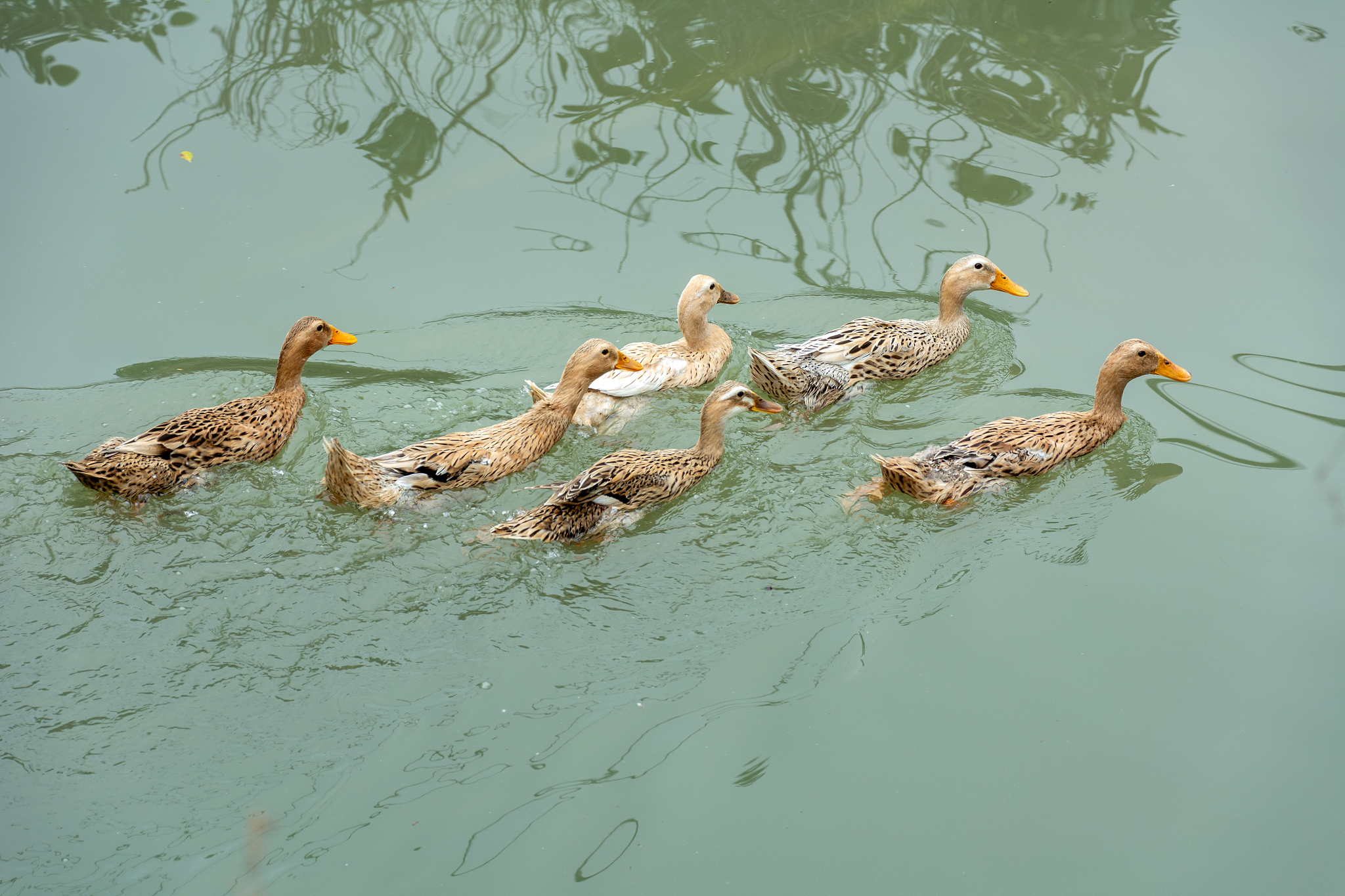 山茶油目标客户分析：健康、烹饪、美容、有机和地域特点