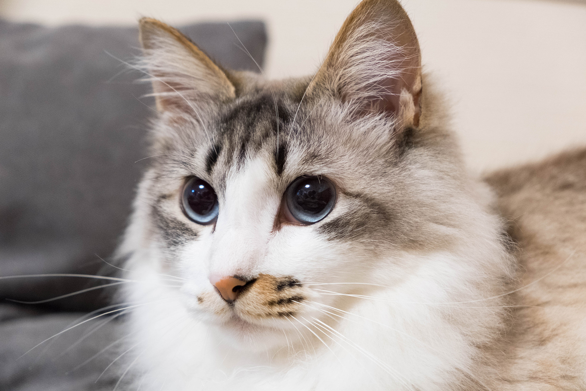 close-up portrait of cat