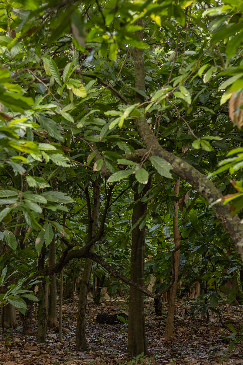 木荷属于什么科？植物学分类揭秘