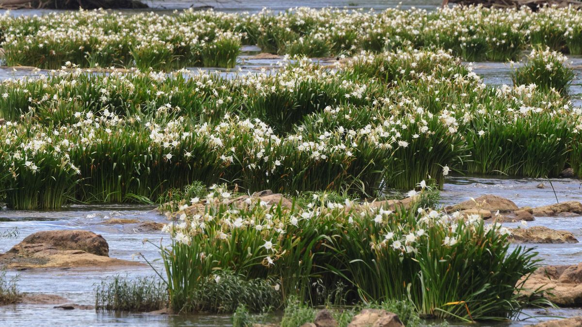 哈尔滨金河湾湿地植物种类盘点：约200种，包括珍稀植物