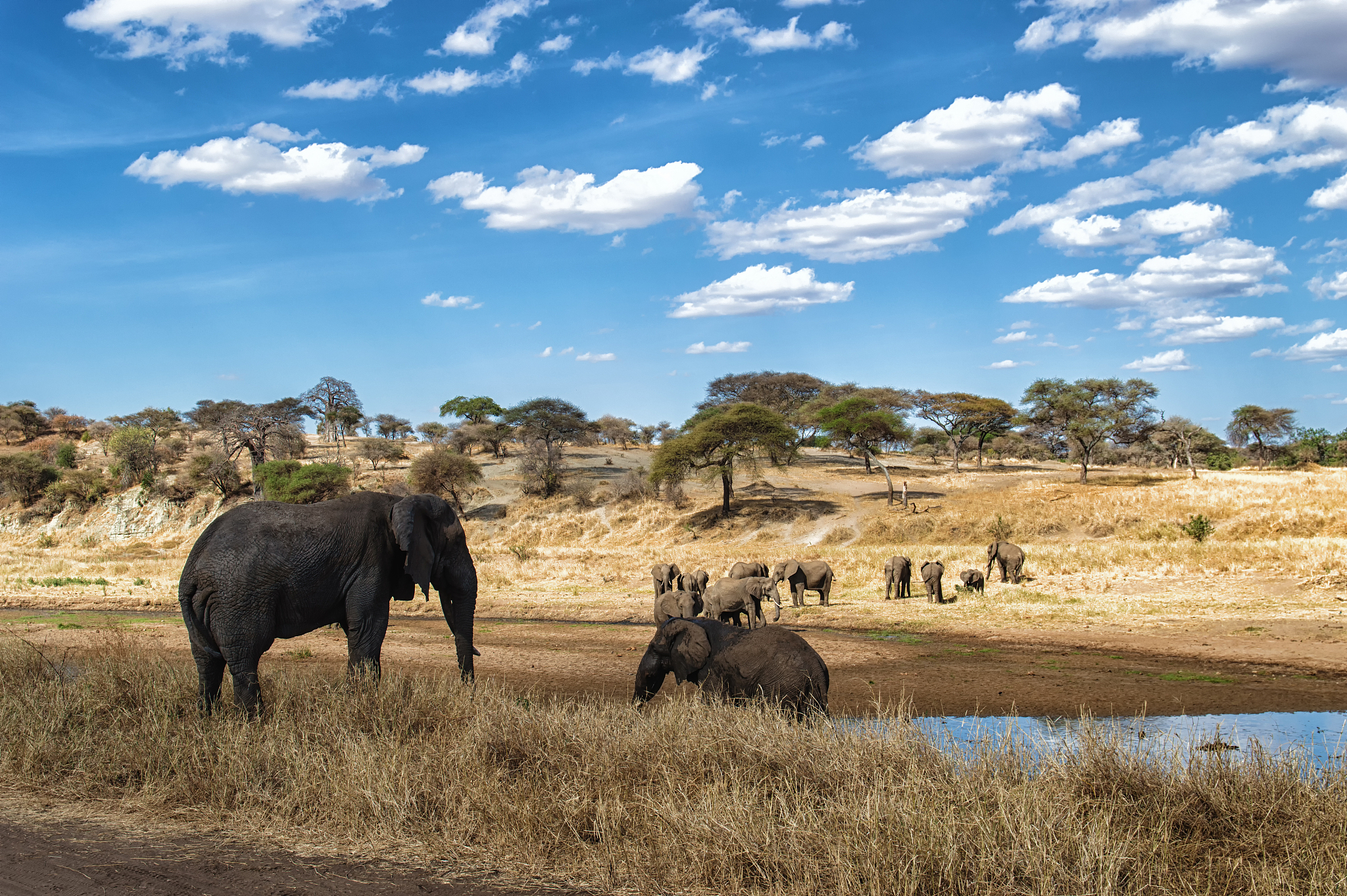 elephant herd
