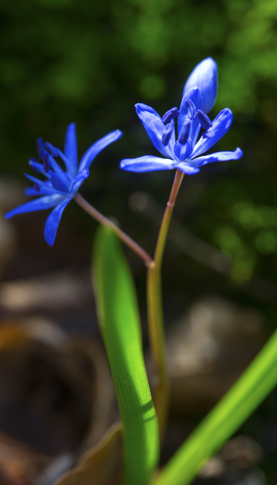 beautiful blue squill