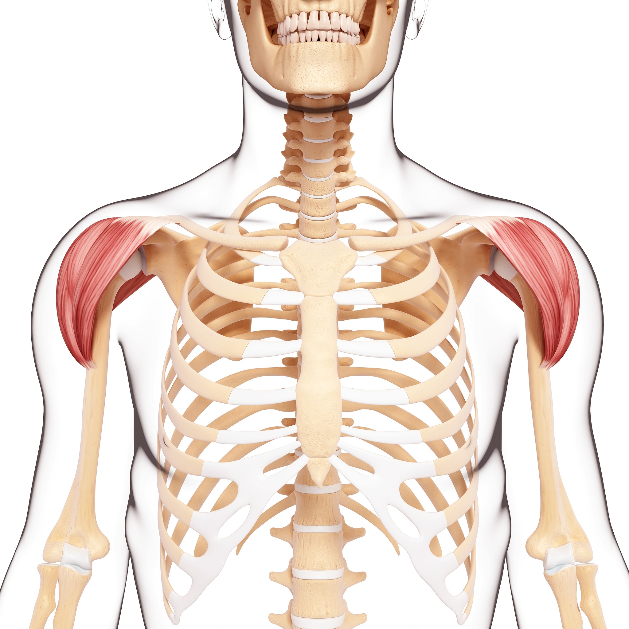 排骨胸怎么改善，