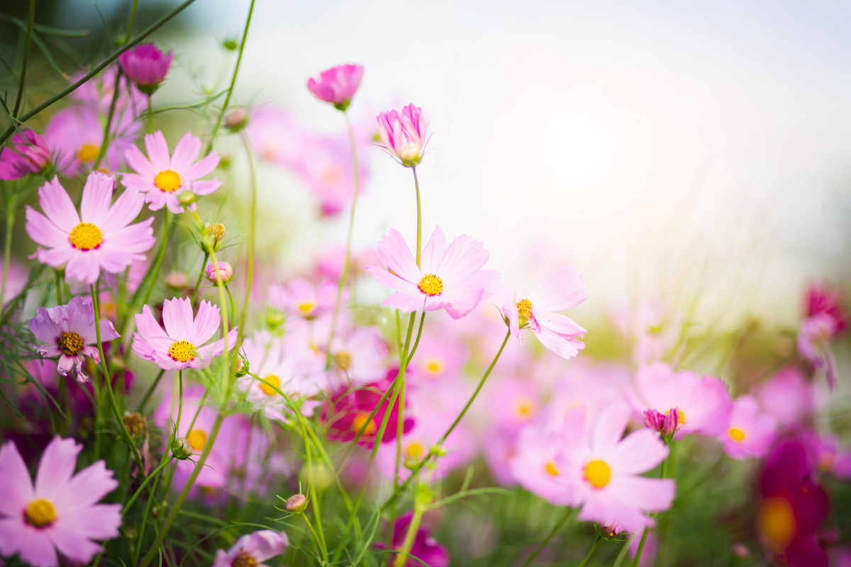 期盼春天的到来：写给朋友的一封信