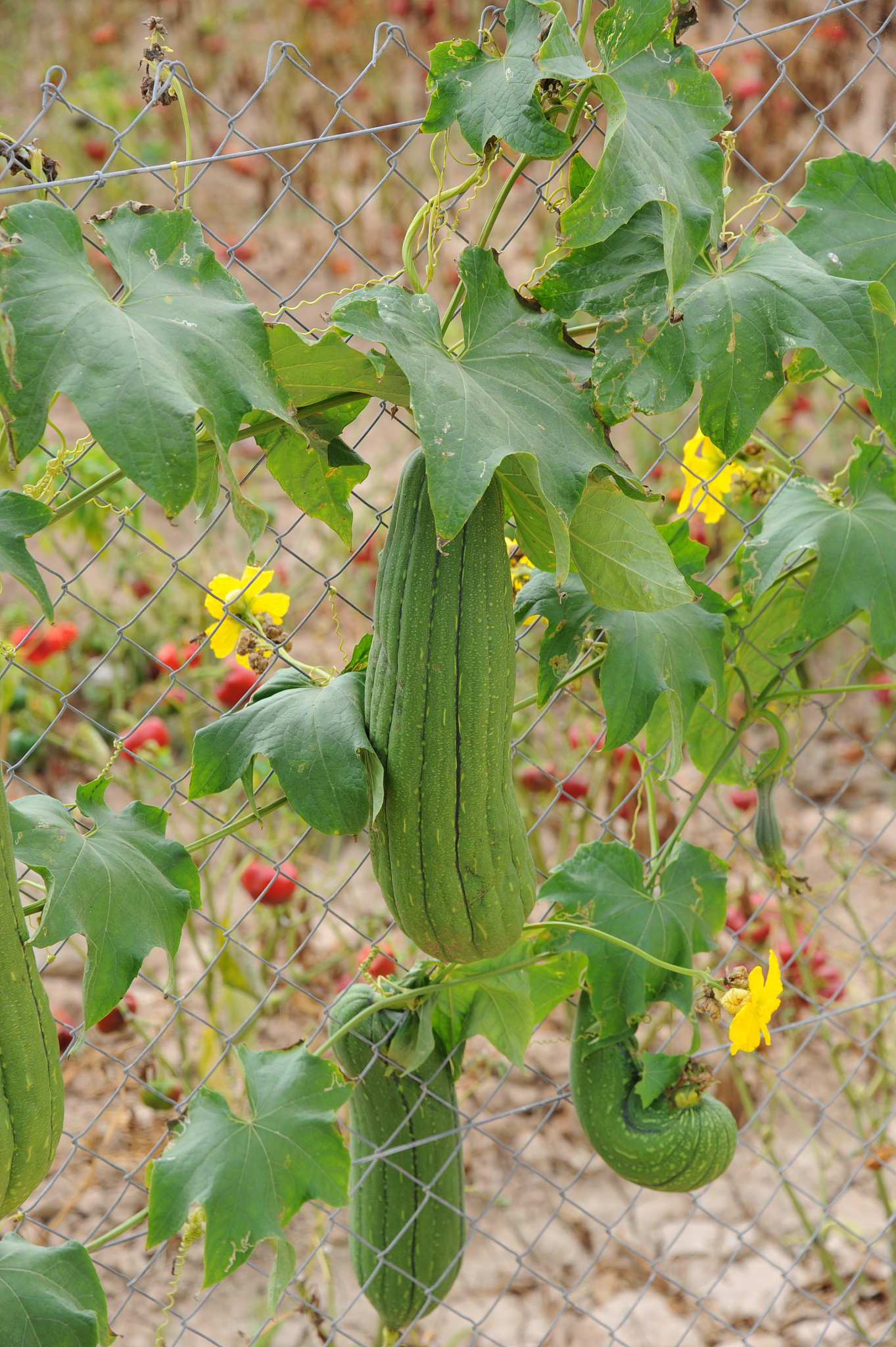 zucchiniblüte - spanien