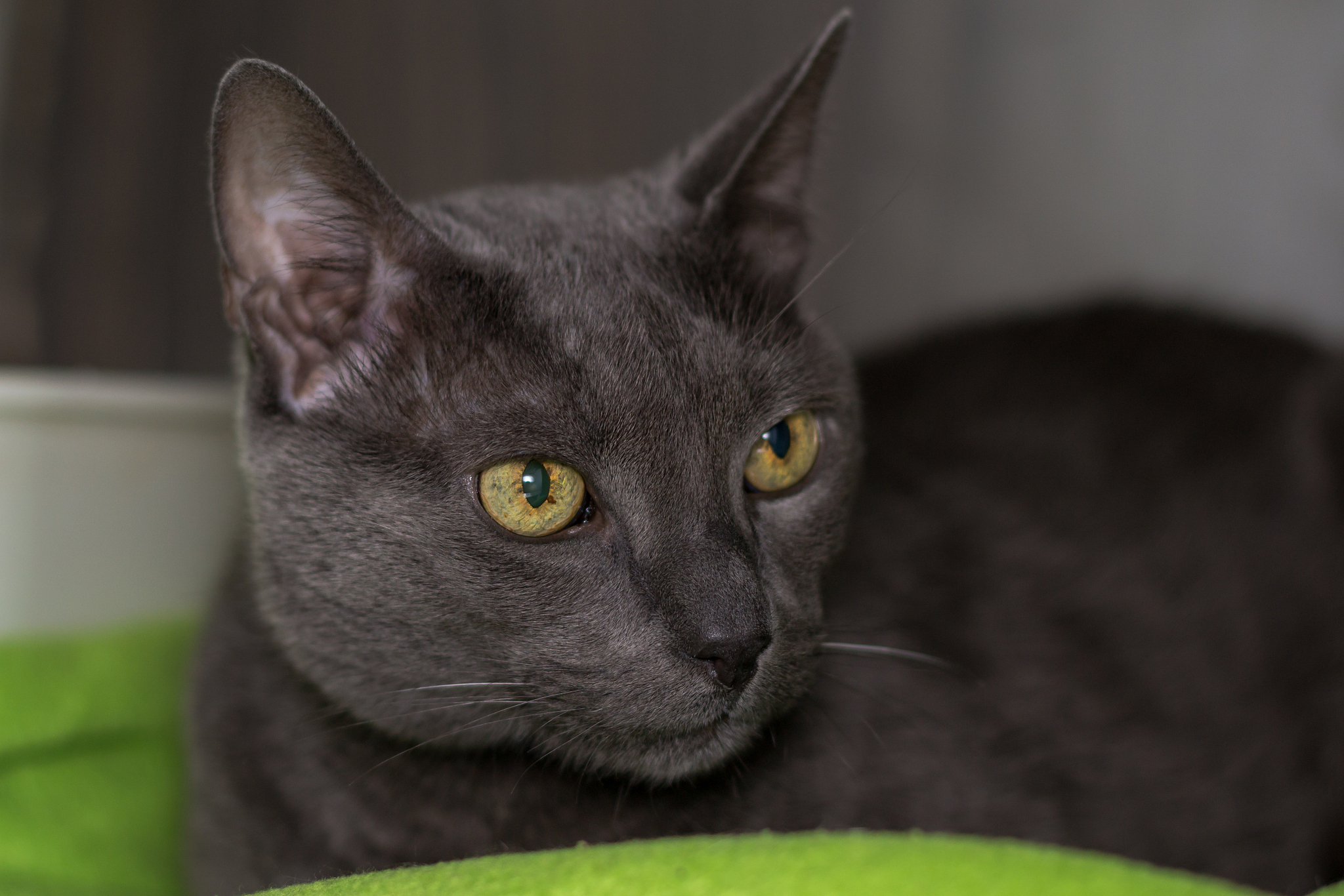 russian blue cat breed