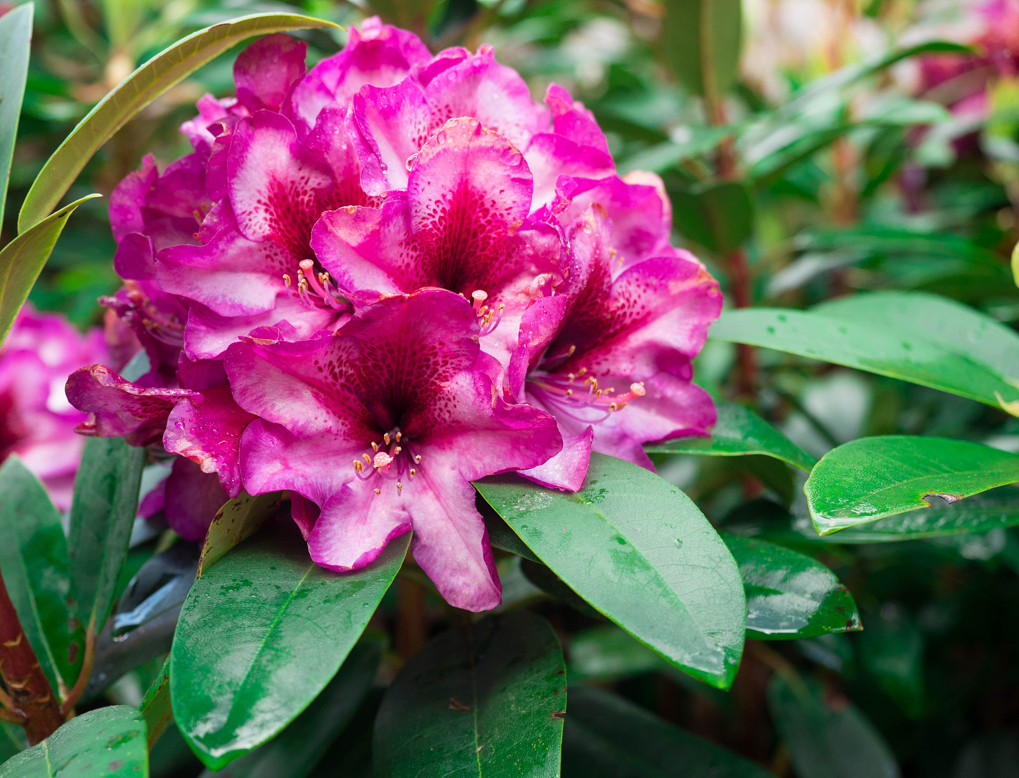 杜鹃花有花苞不开花是什么原因