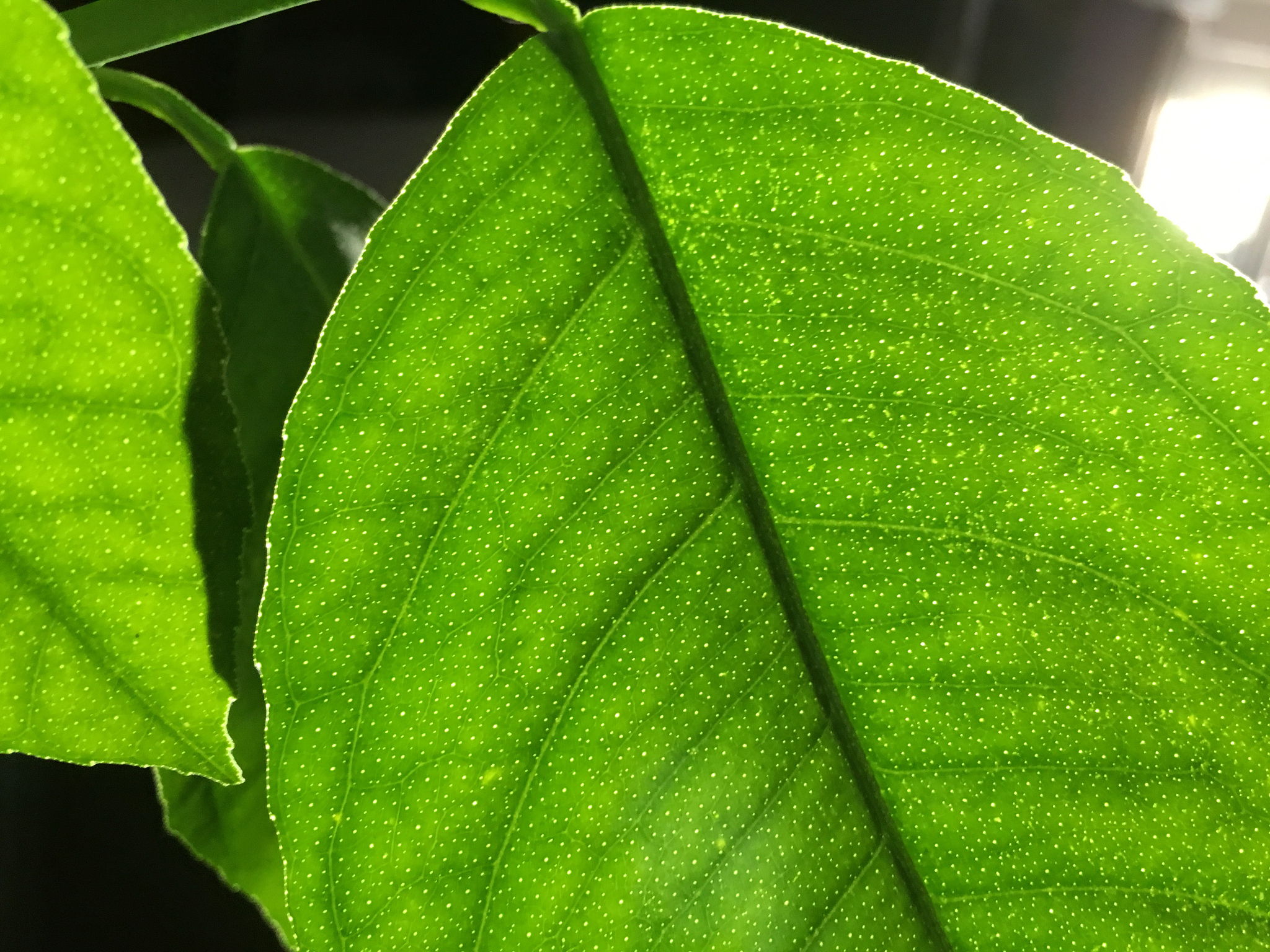 green leaf