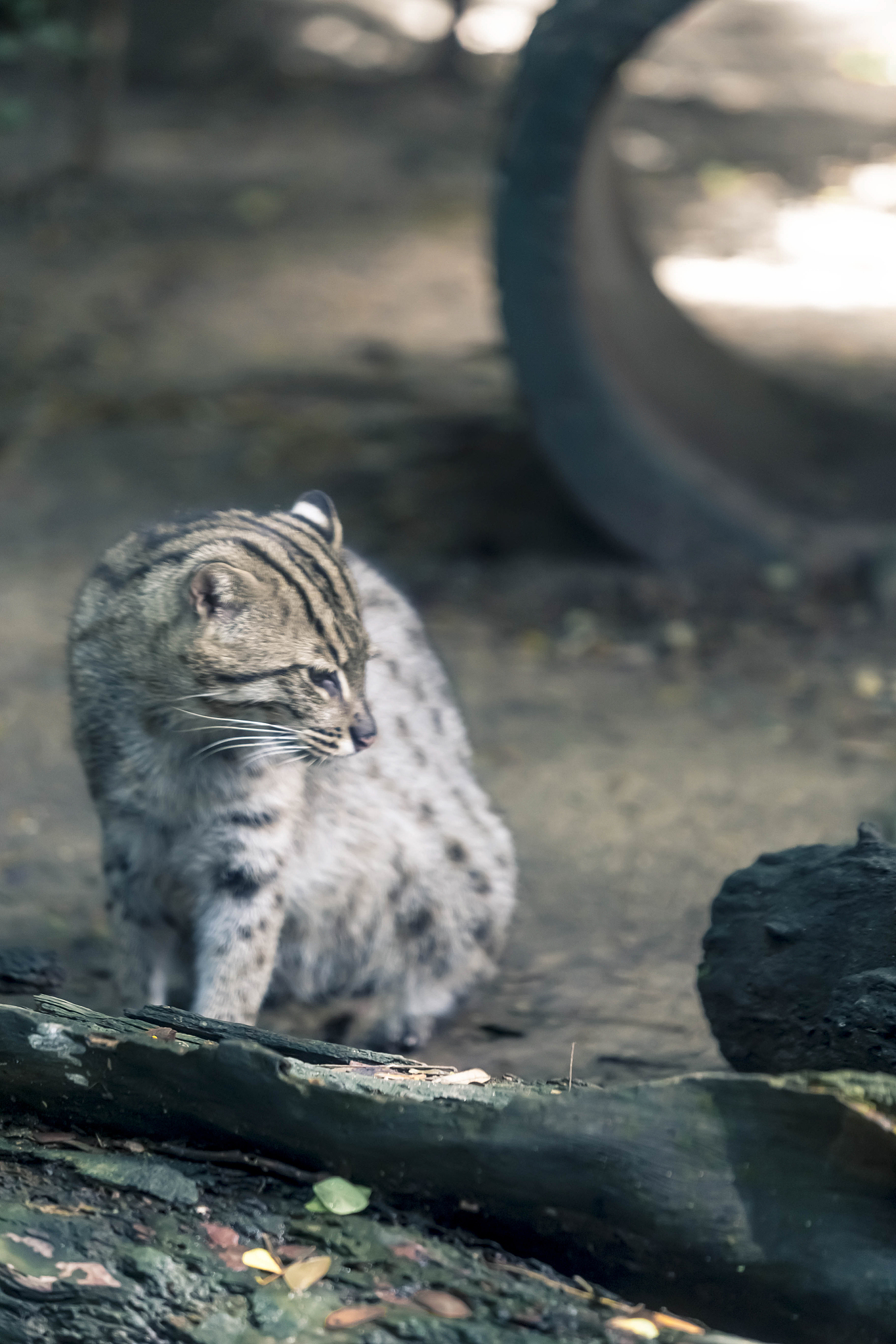 fishing cat, a rare reserve animal in asia.