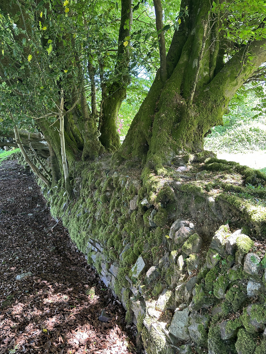 丛木是什么意思？词语‘丛木’的含义及重要性