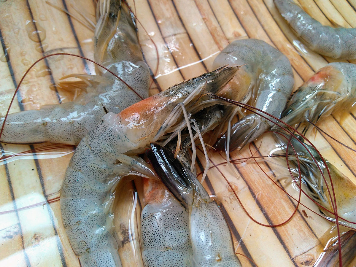 基围虾是虾吗？揭秘你不知道的真相！