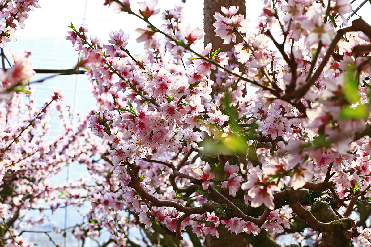 三月桃花水：粉红海洋、蜜蜂忙碌和爱情的温馨