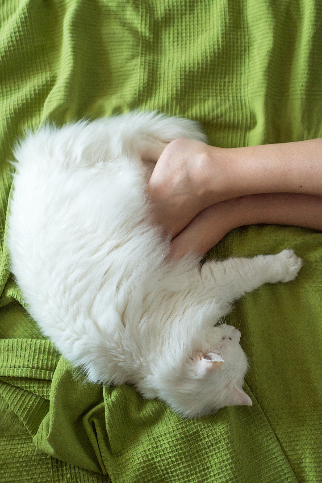 春季猫咪掉毛怎么办？5个有效方法解决烦恼！