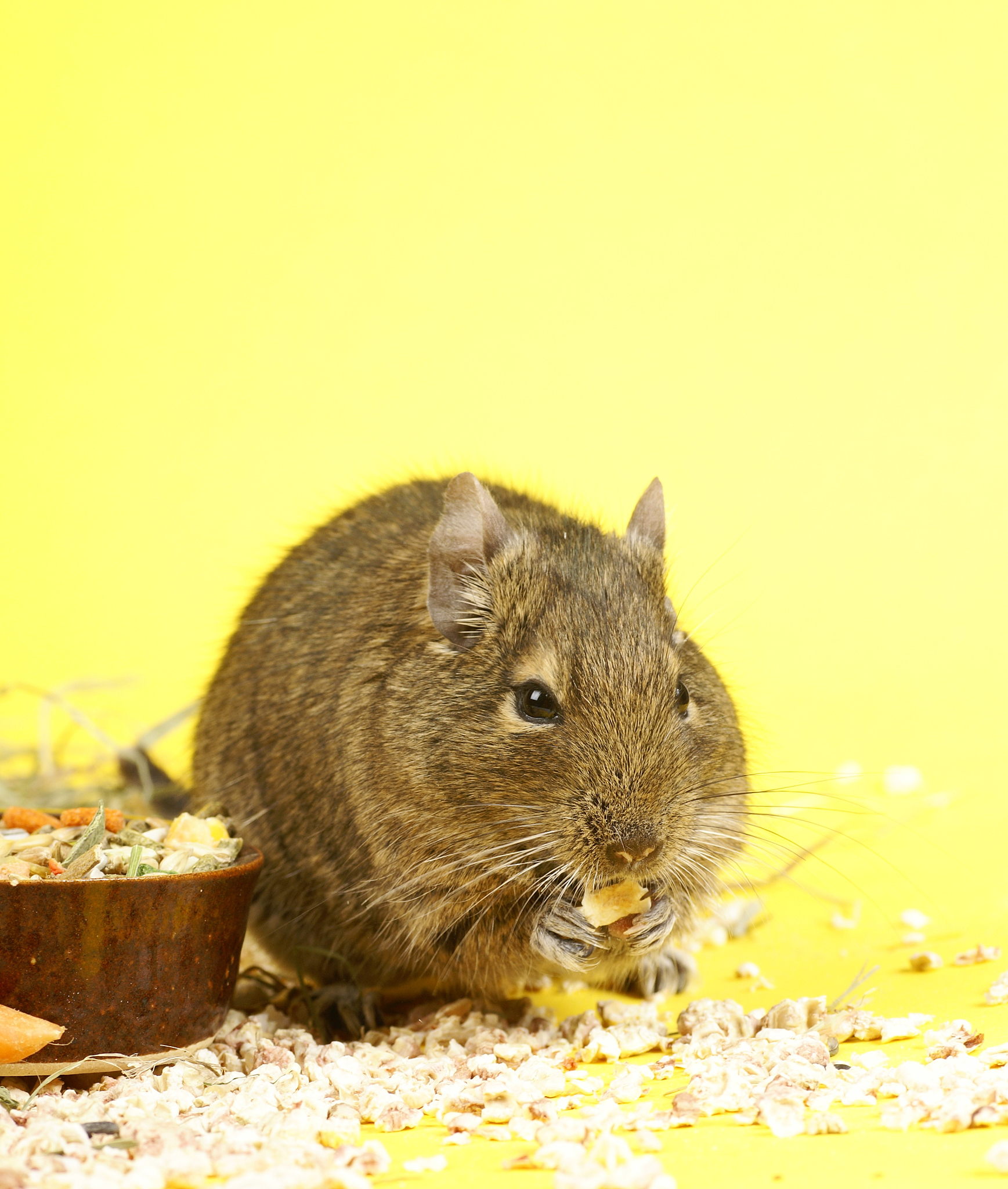 宠物店创业计划书：打造一站式宠物服务体验