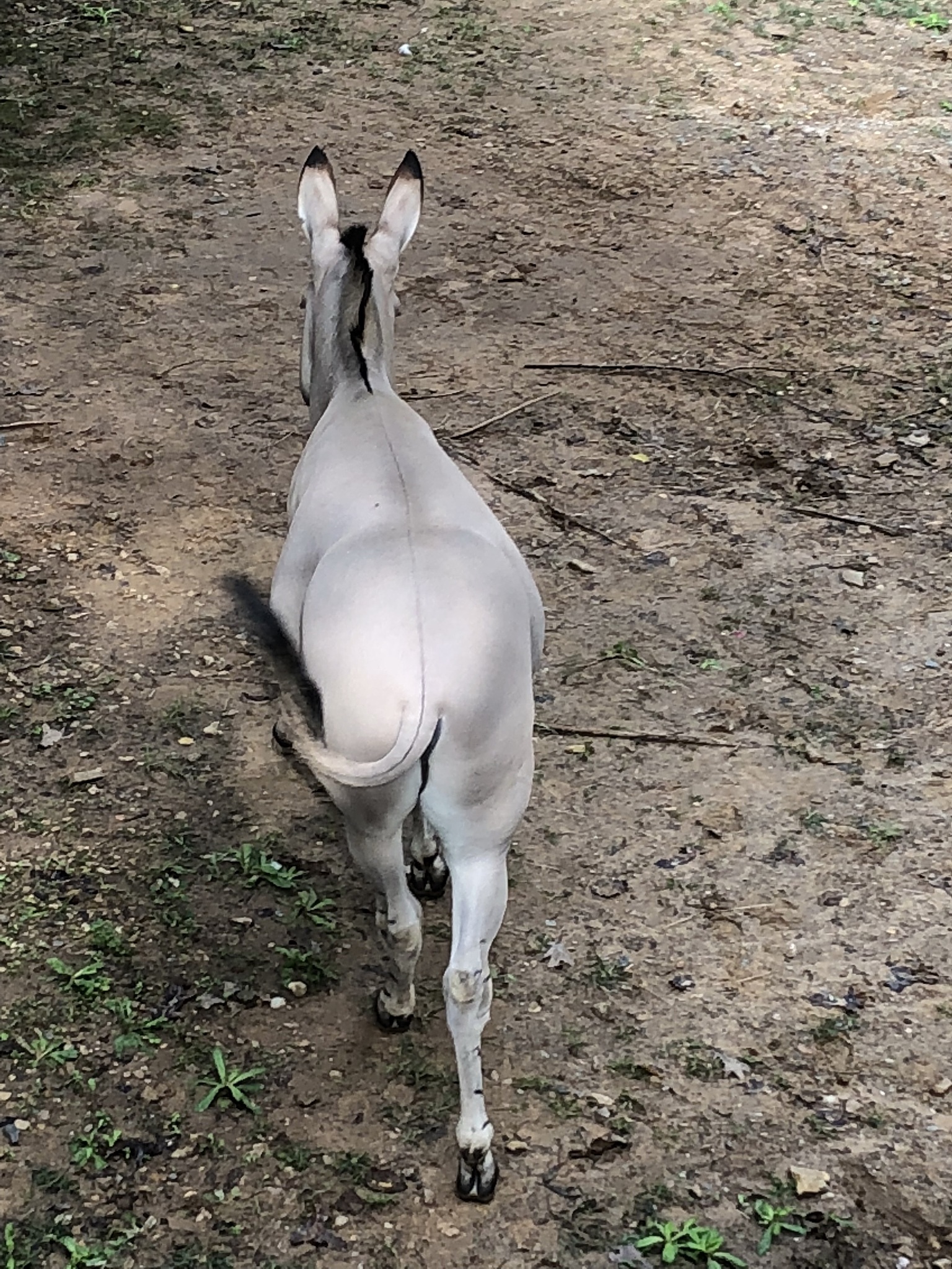 somali wild ass
