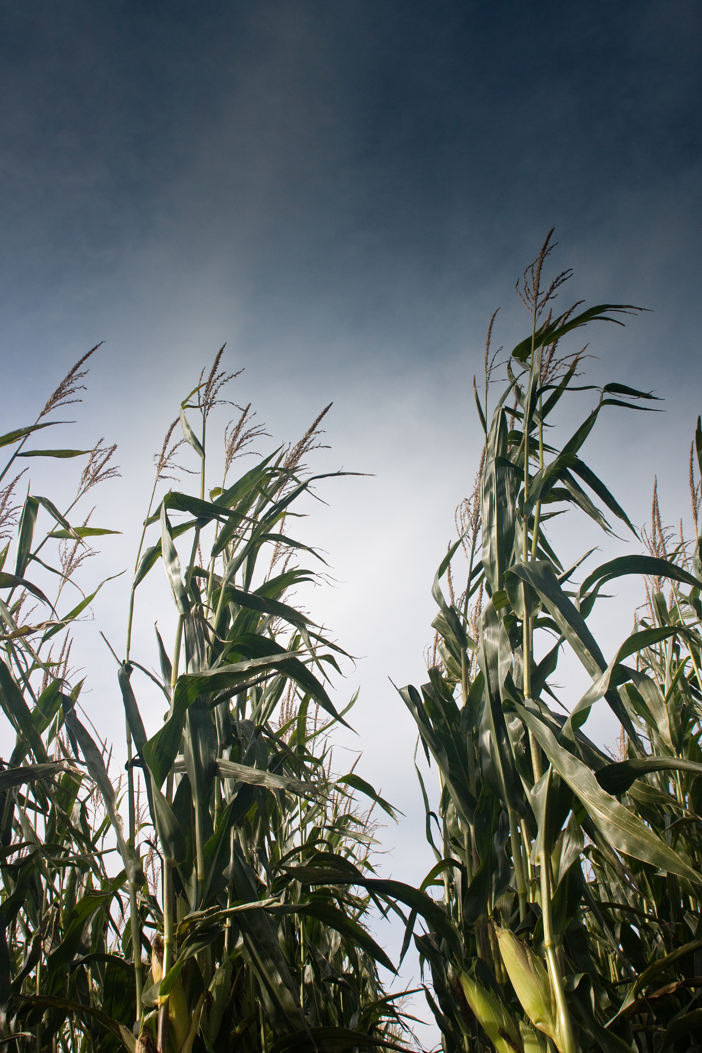 Optimizing Hybrid and Density Interactions for Enhanced Maize Yield
