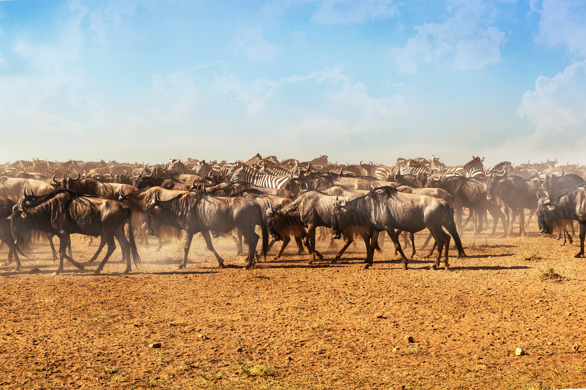 large herds of wildebeest and zebra during migration.