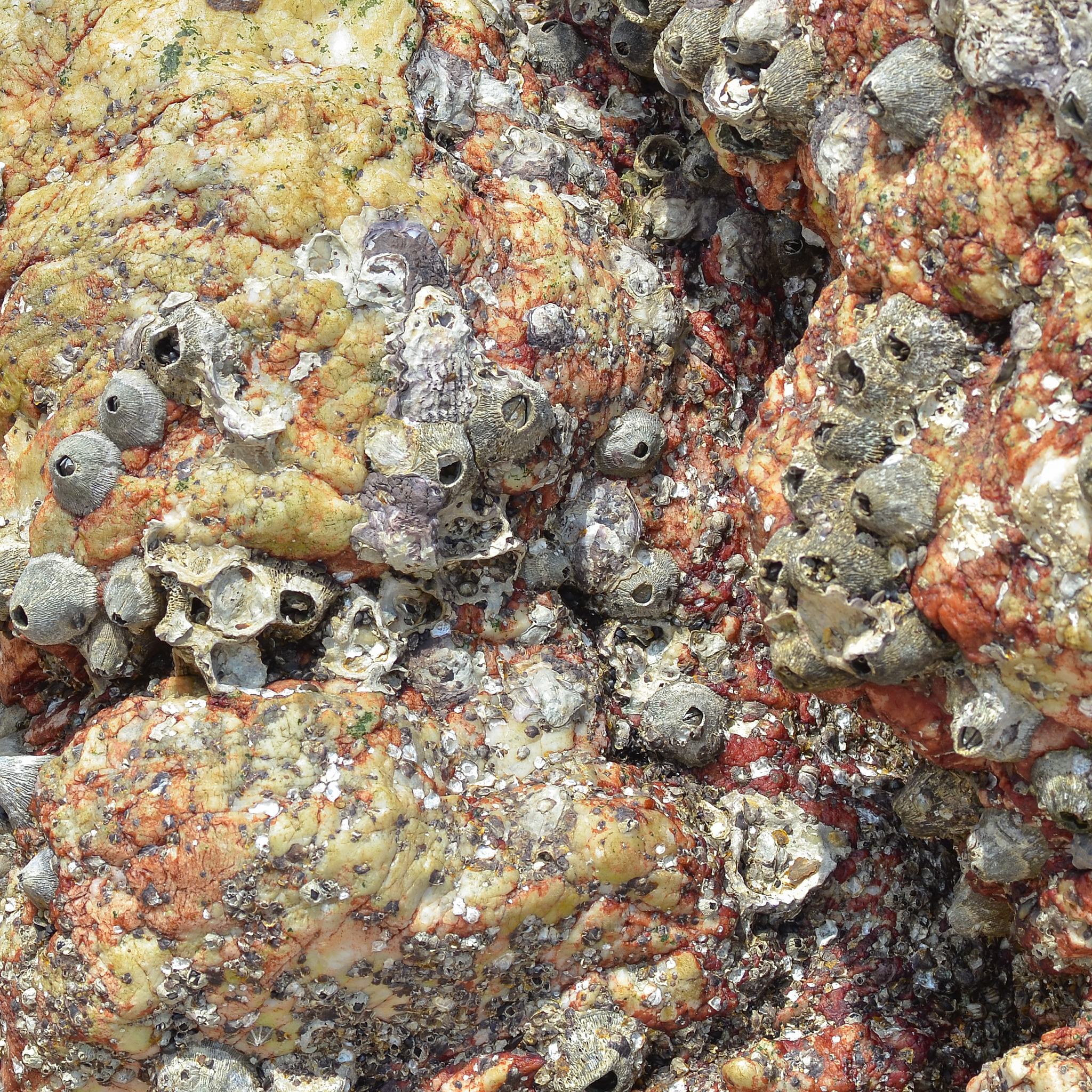 磁化率高的岩石类型 - 磁铁矿、赤铁矿等