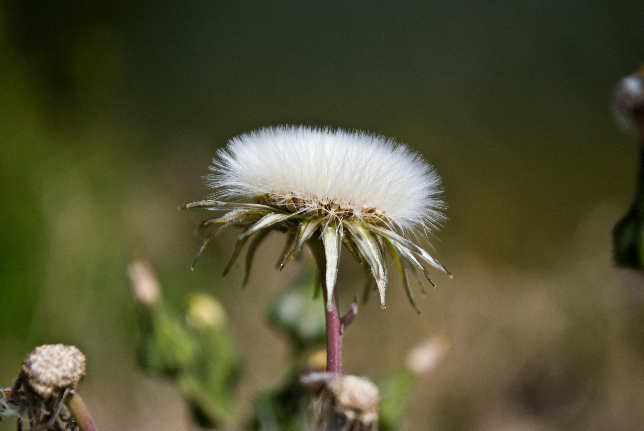 蒲公英与雏鸟的自由梦：追寻梦想，拥抱希望