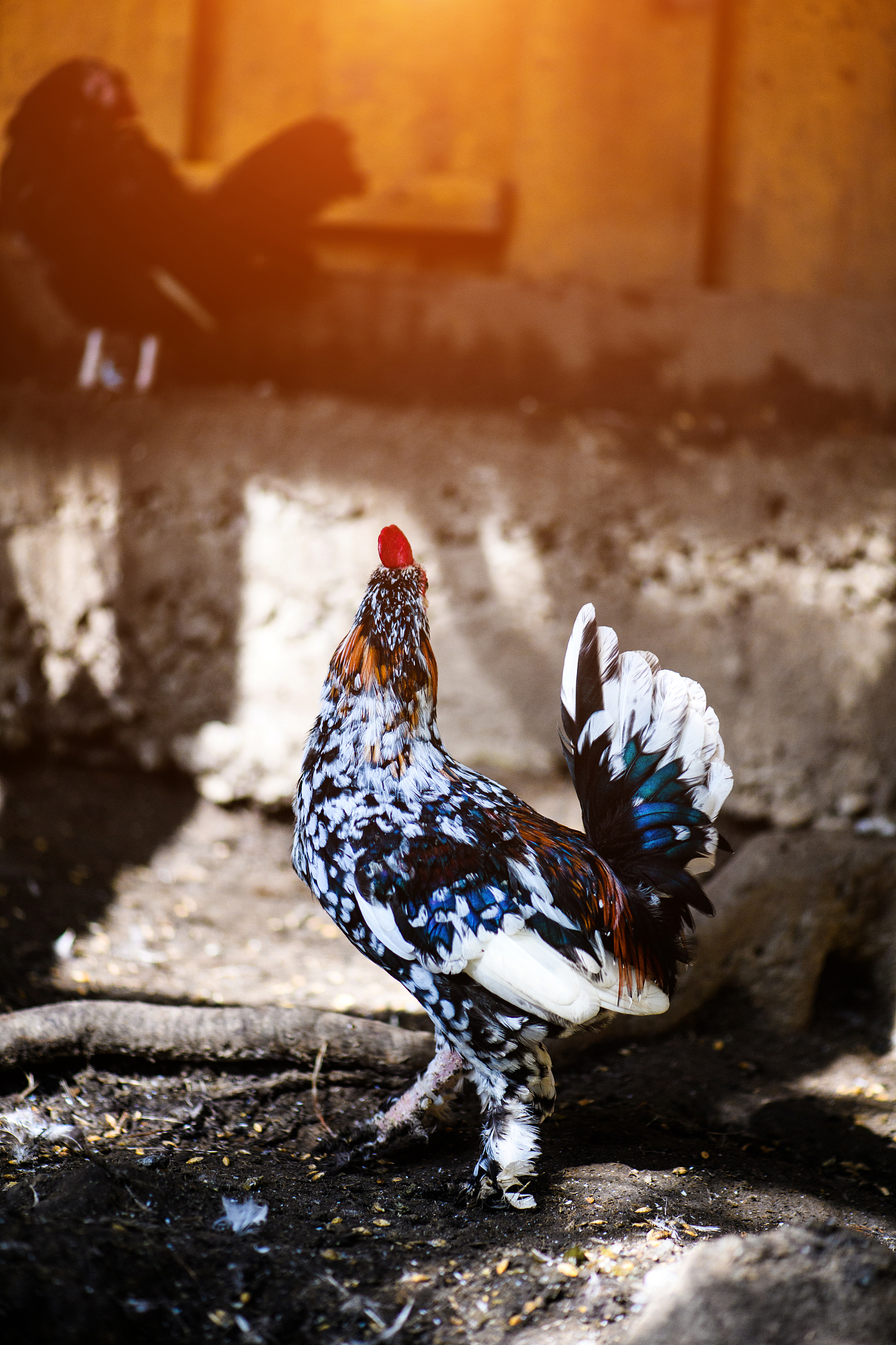 chicken on a farm