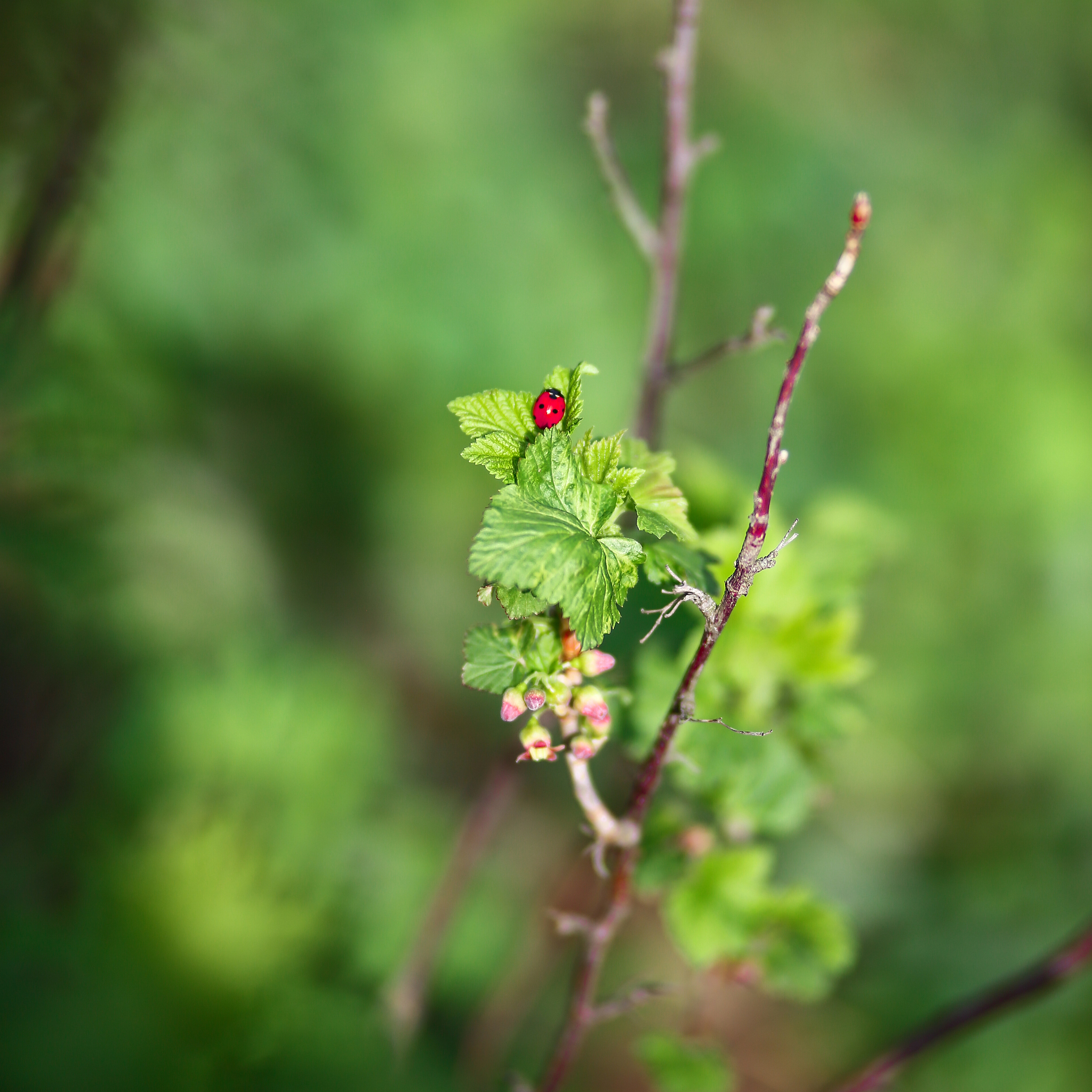 ladybug on currant leaves