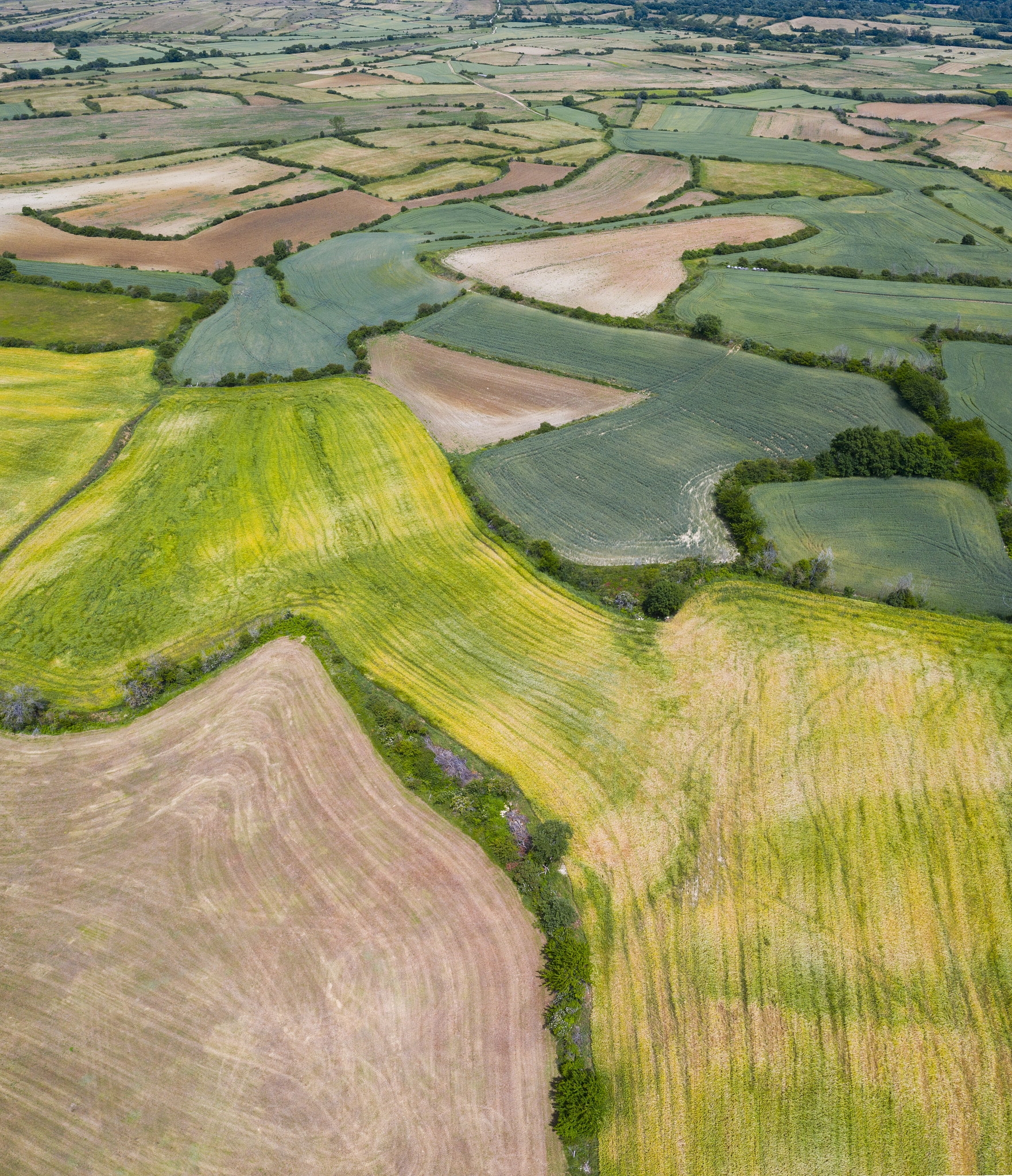 agricultural landscape, cuestahedo, merindad de montija, burgos,