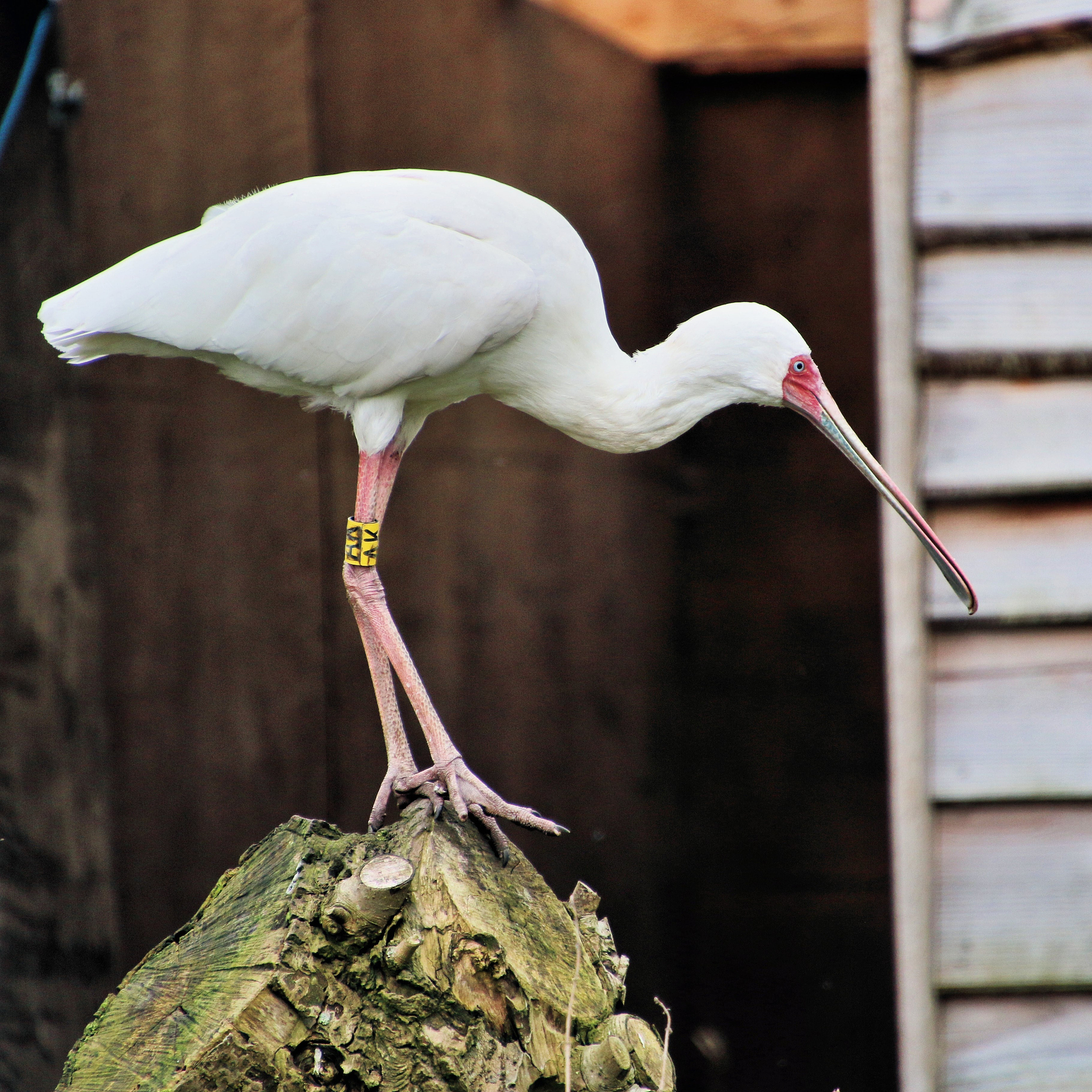 a picture of a spoonbill on a rock