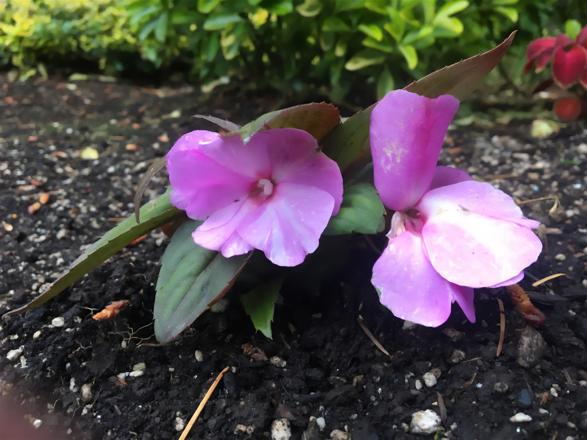 蝴蝶兰不开花？第二年不开花原因及解决方法 - 1500字详解