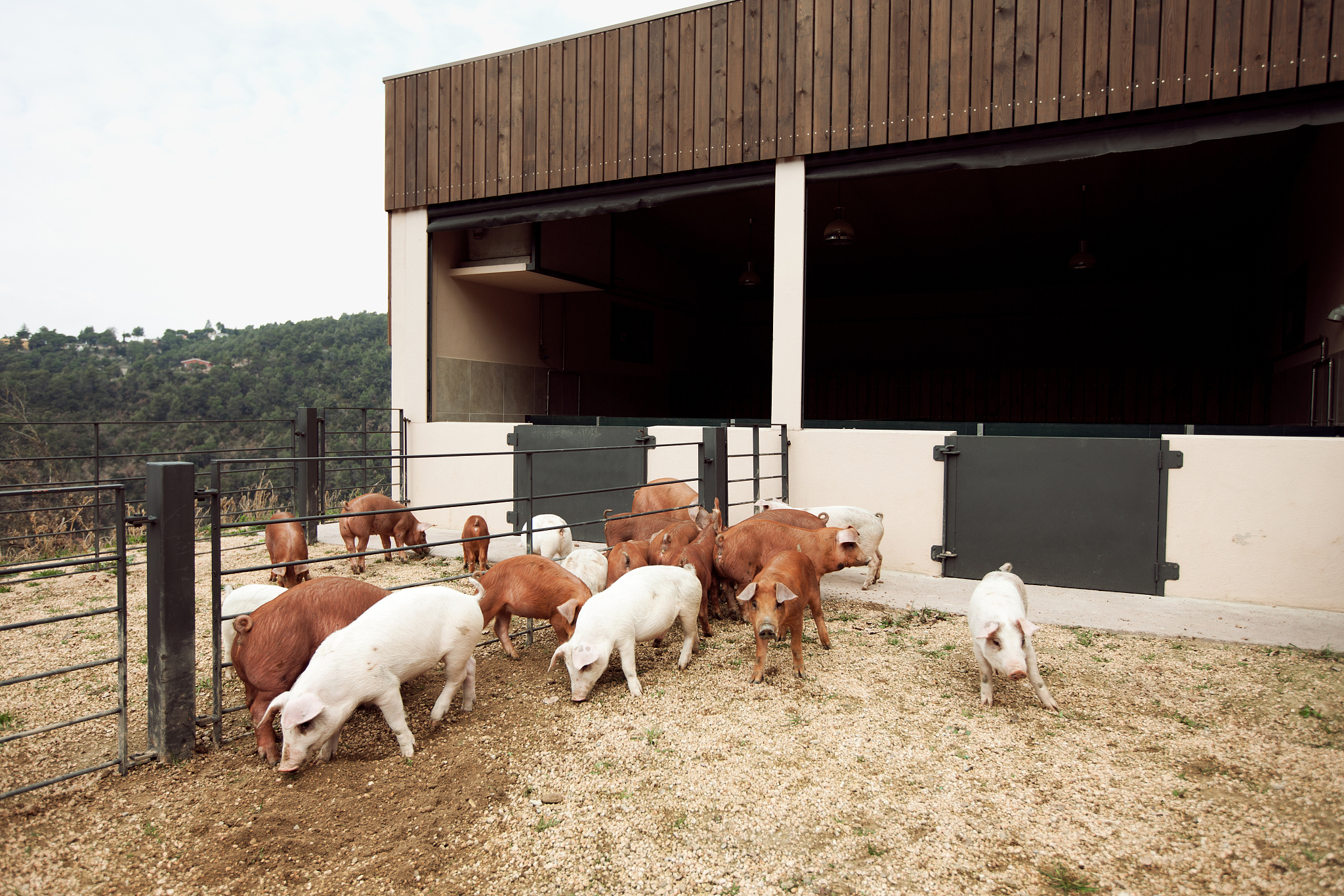 汉译英：在畜禽养殖中Loin被广泛用于肉类产量或肉质性状的育种研究