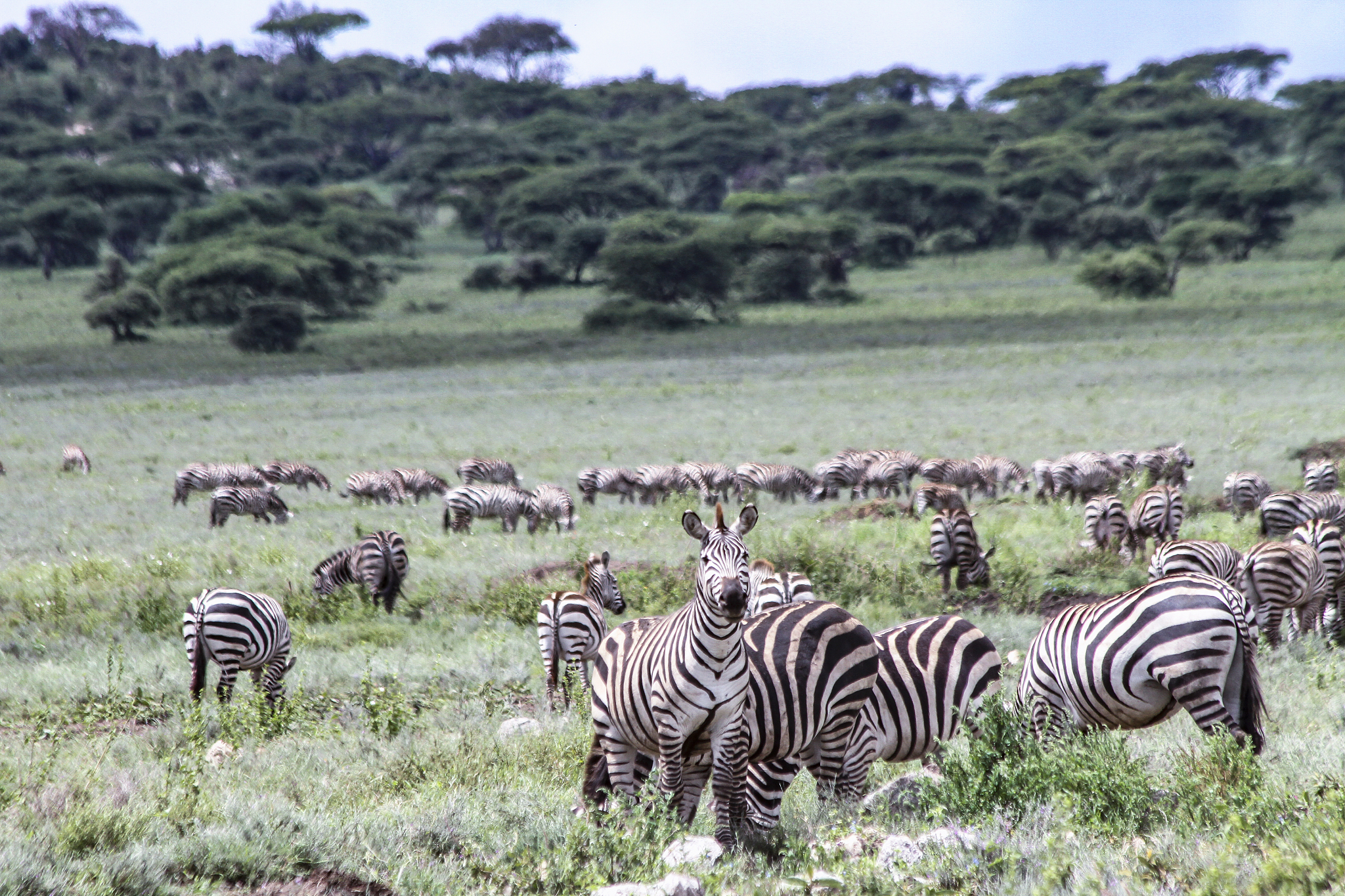 herd of zebras