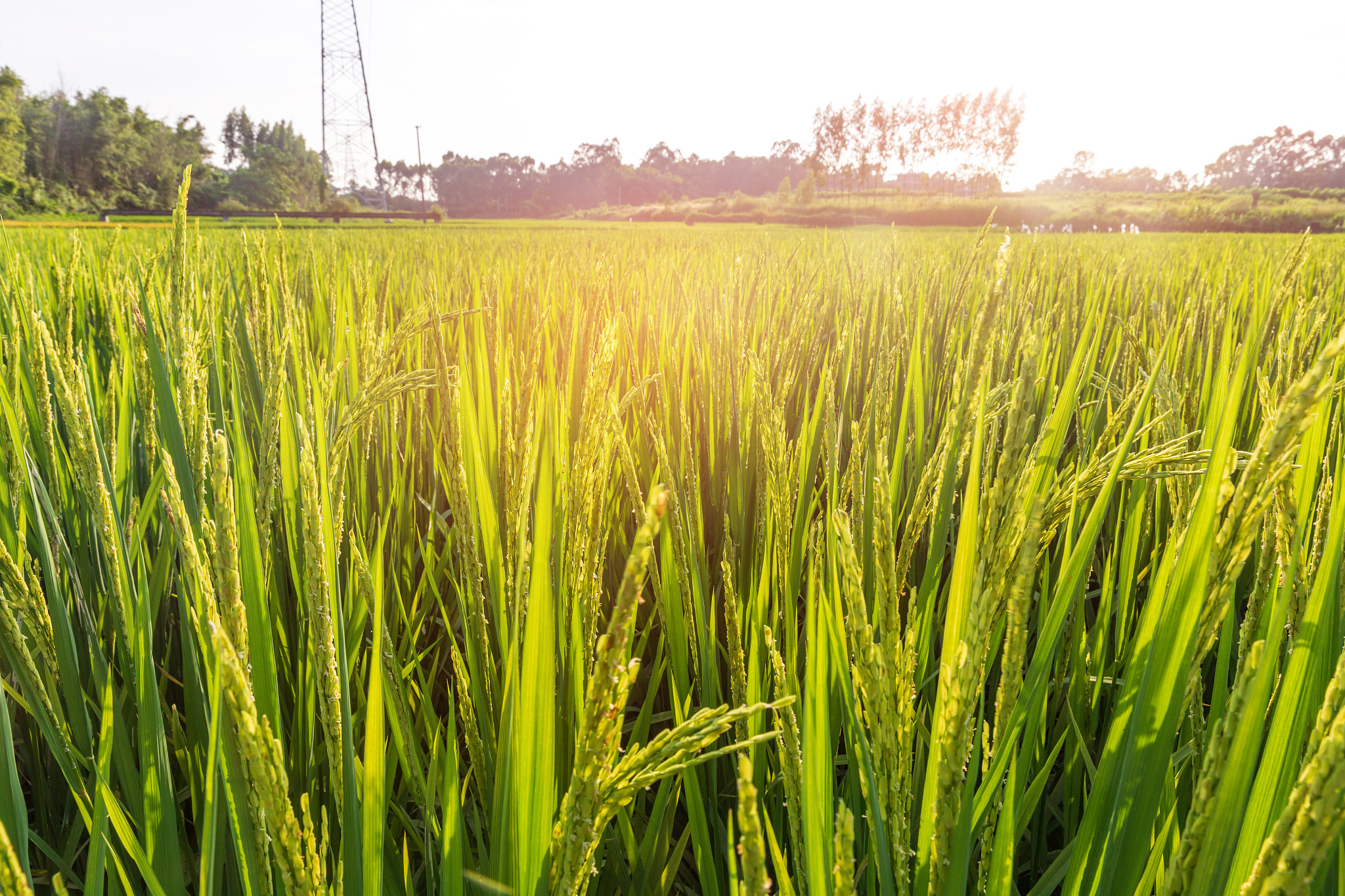 全国水稻生育期及生长情况调查：气候变化带来新挑战