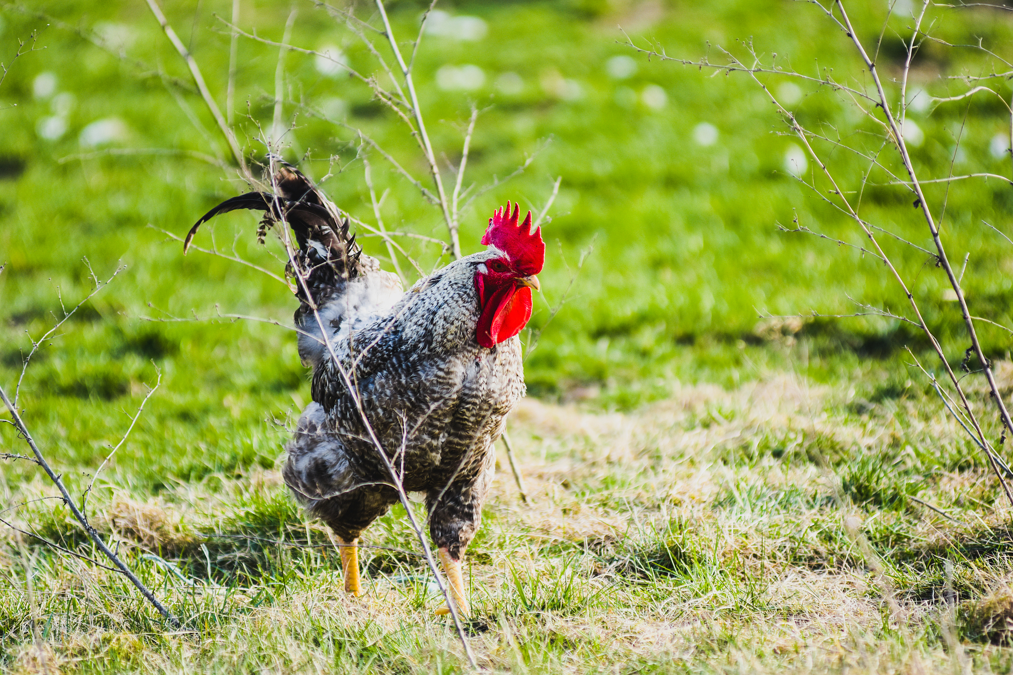 chicken